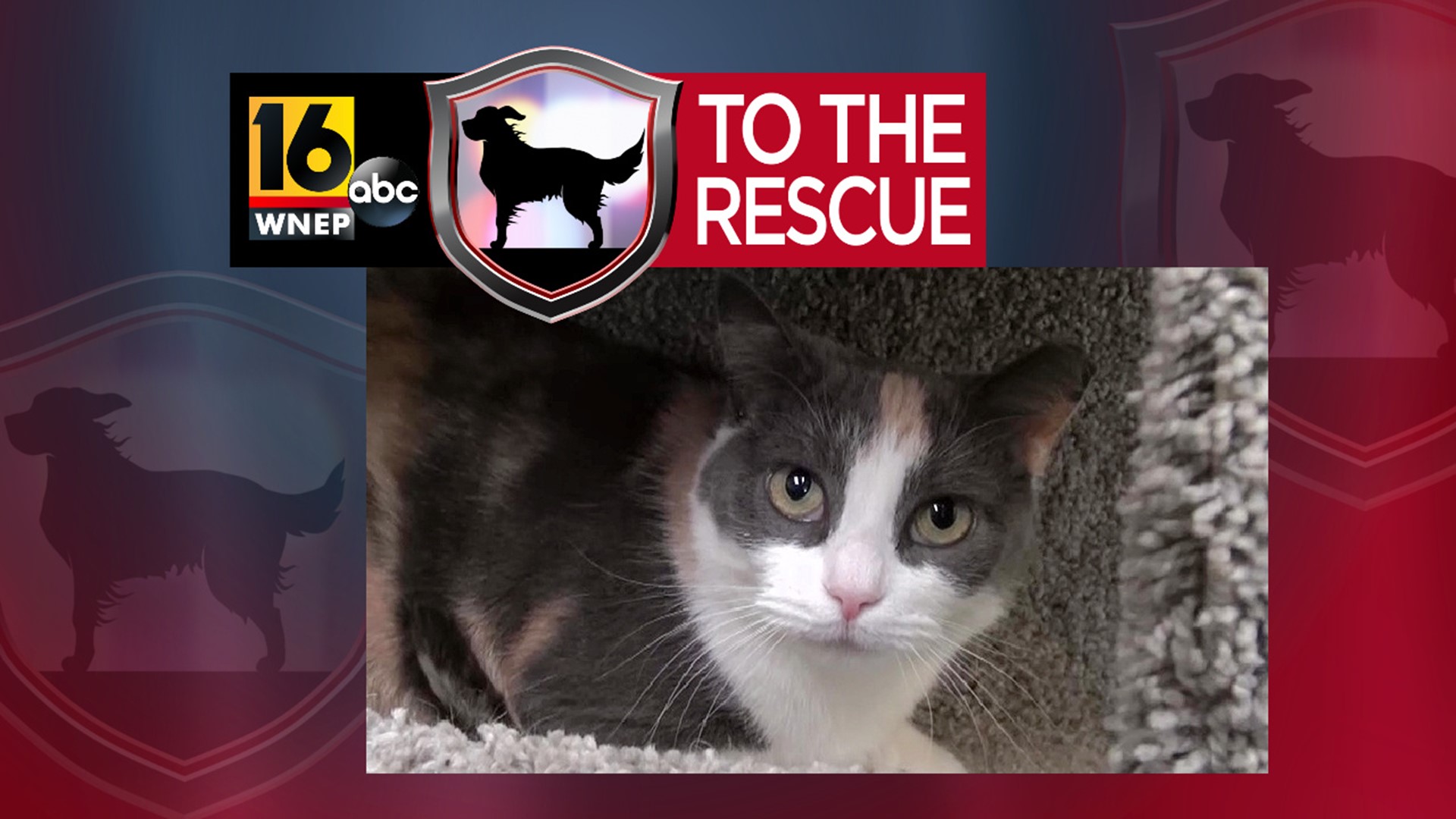 In this week's 16 To The Rescue, we meet Hummingbird, a cat who is sweet but shy, so she gets overlooked, but is a snuggling lap cat at heart.