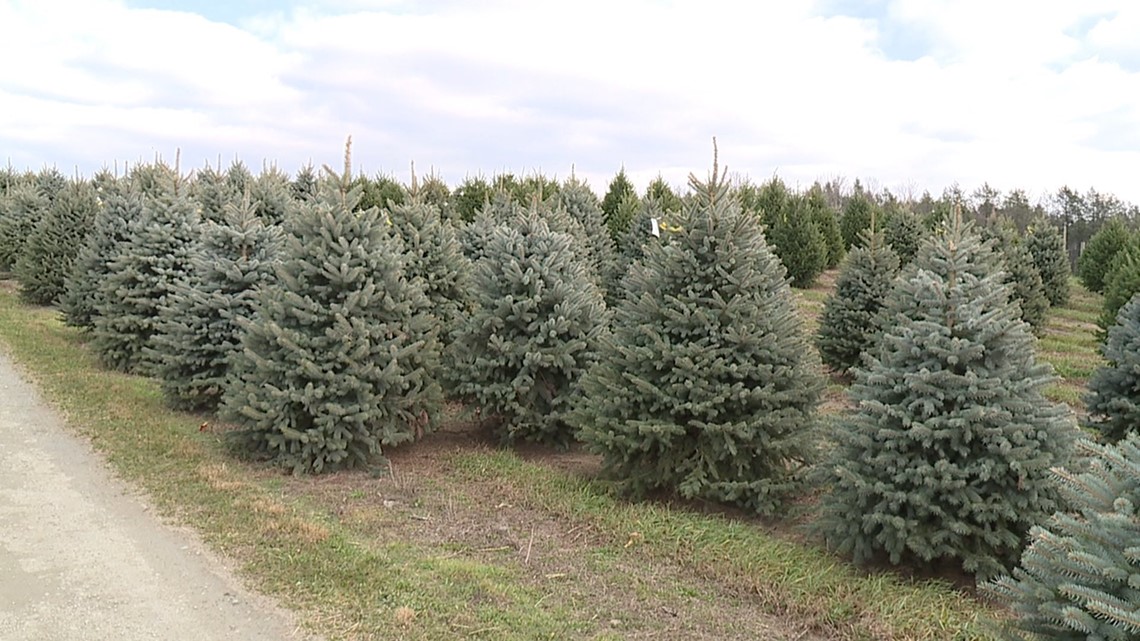 Roba Family Farms Ready to Sell Trees for Christmas | wnep.com