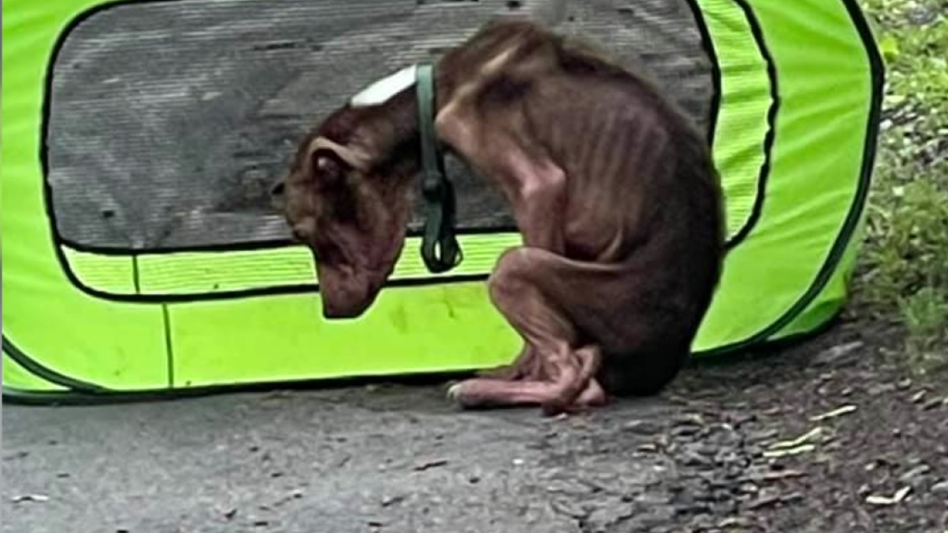 Officials call it the worst case of animal abuse they've ever seen. Neighbors called authorities after finding an emaciated dog Tuesday morning.
