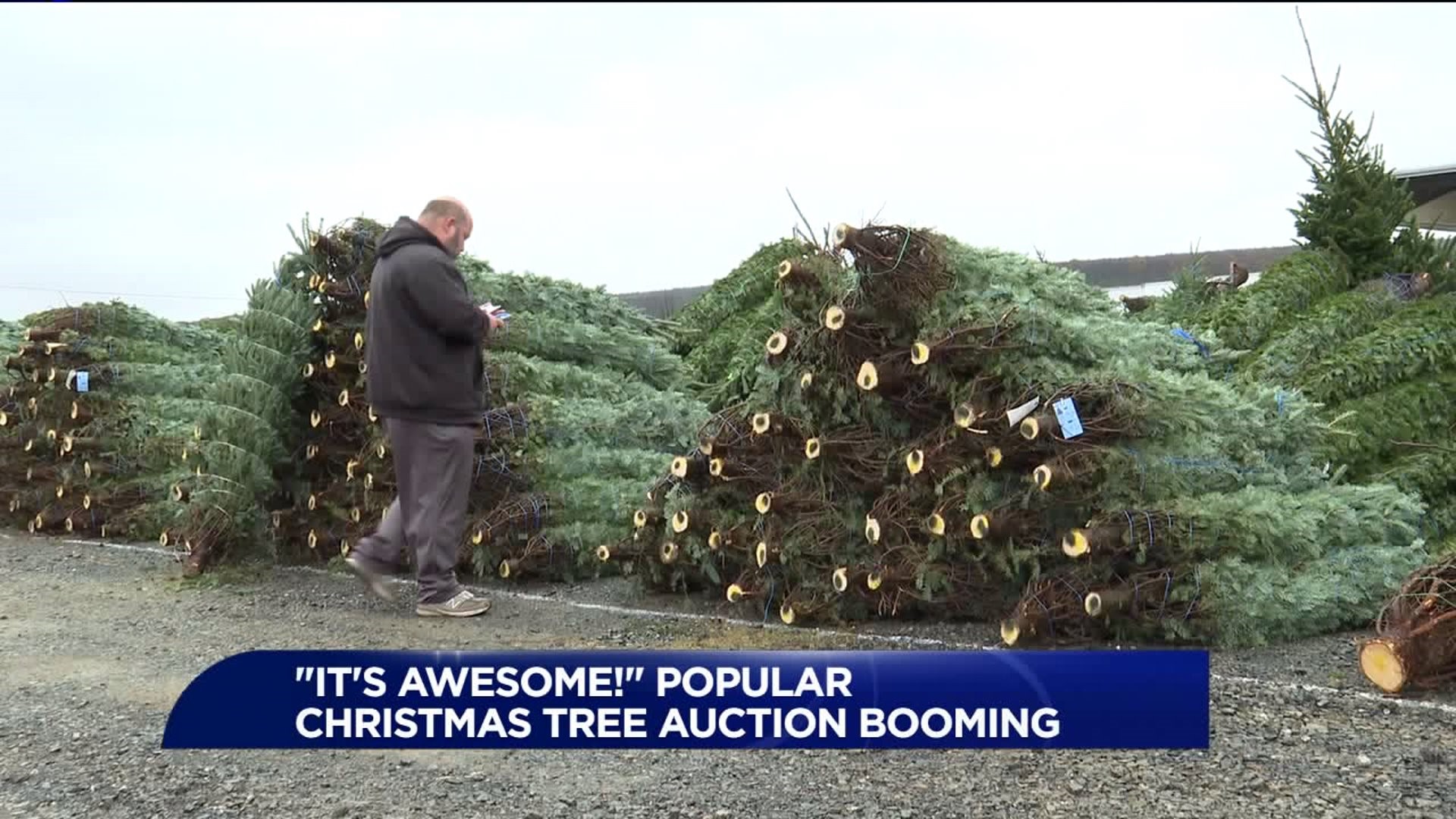 Popular Christmas Tree Auction Booming