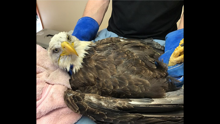 Bald Eagle Being Cared for in Schuylkill County | wnep.com