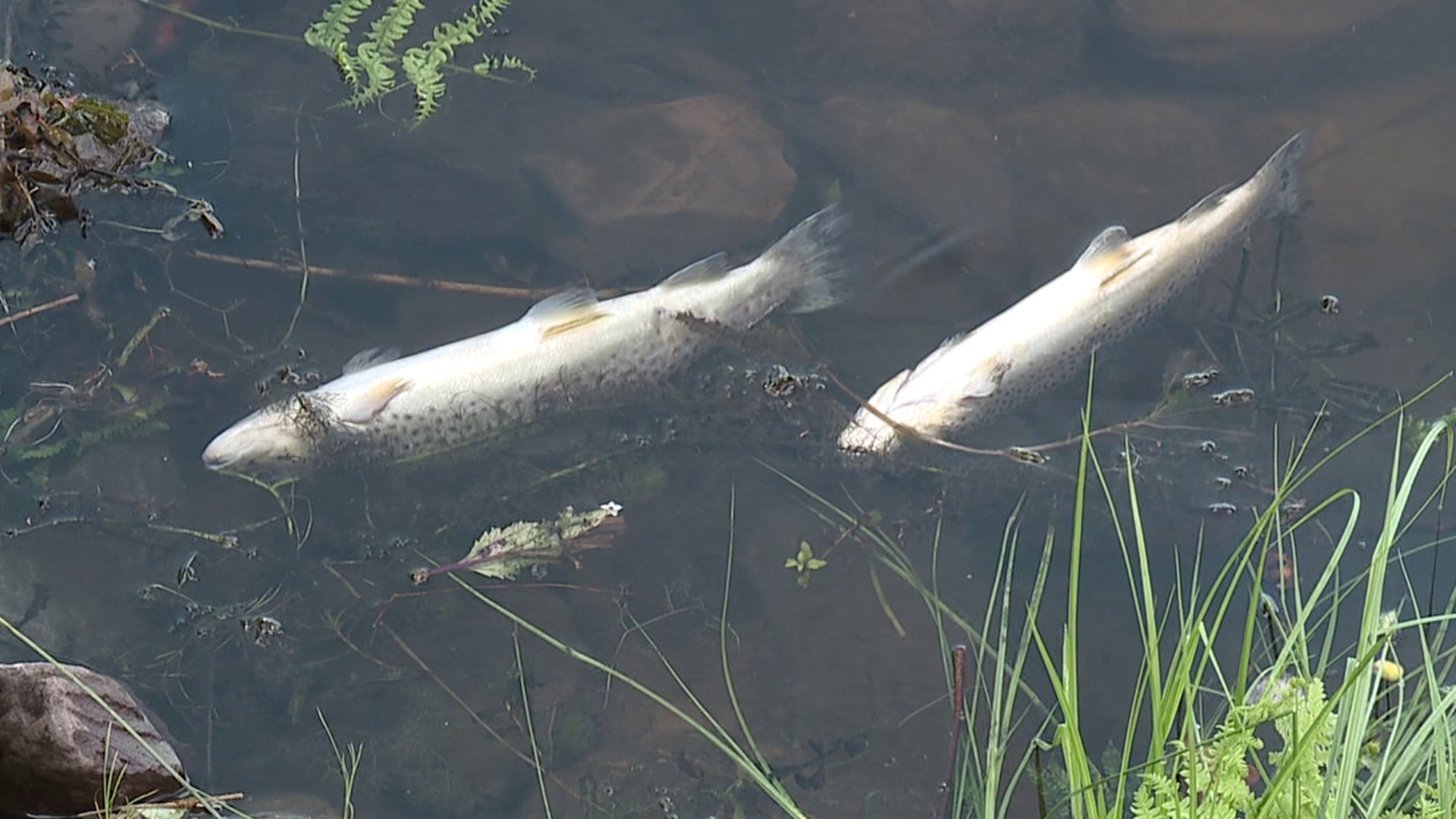 Dozens of dead fish have washed ashore at Moon Lake State Forest, and Newswatch 16's Jack Culkin spoke with fishermen who say they've never seen anything like it.