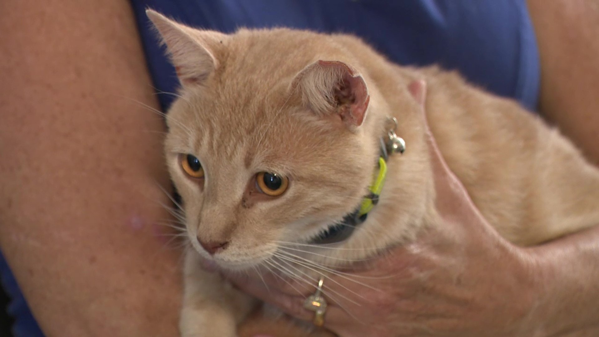 Squeaks was returned to the family after a vet discovered his microchip.