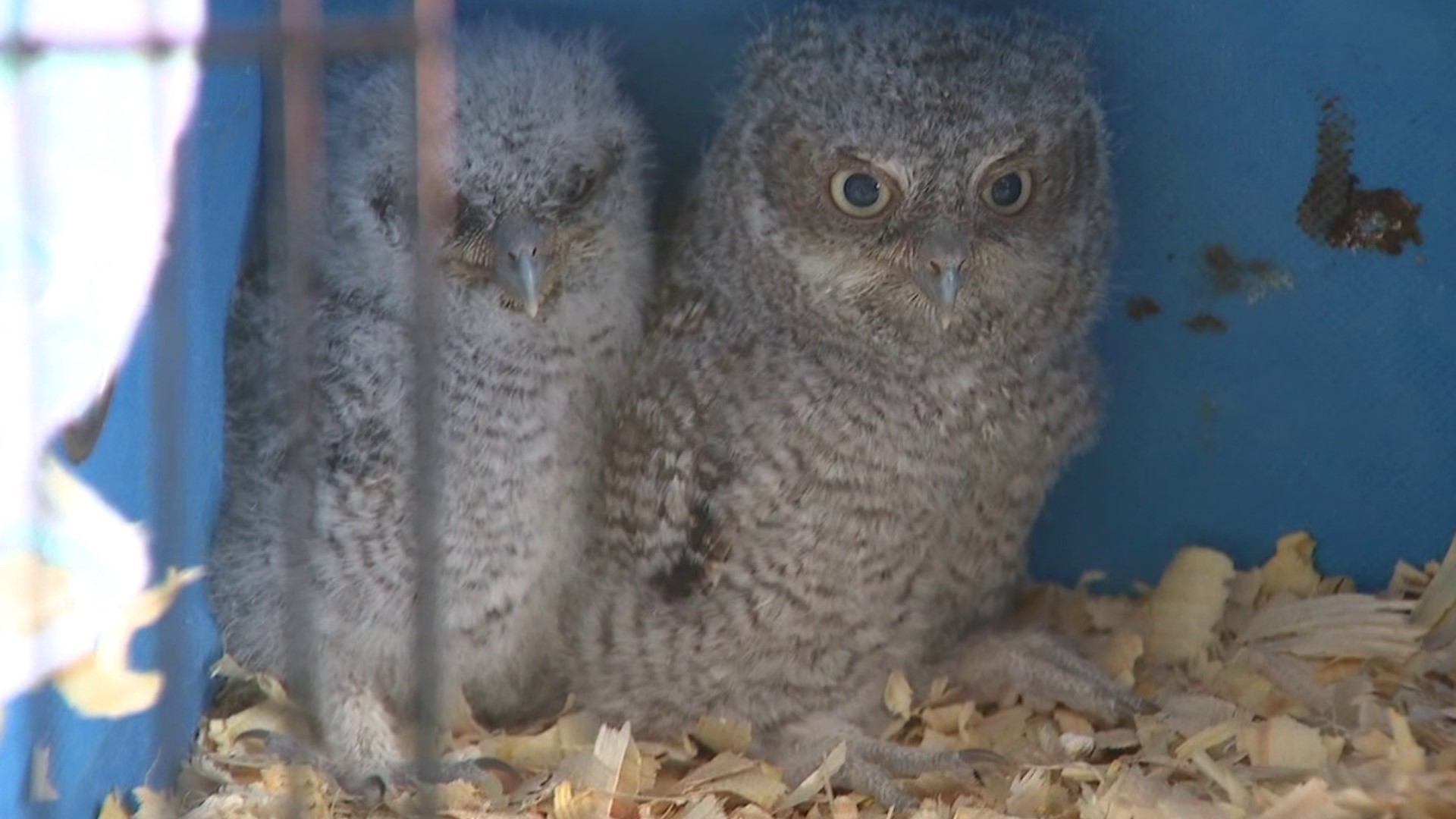 A mother screech owl and one of her babies are recovering at a wildlife center in Monroe County after the tree they were living in fell.