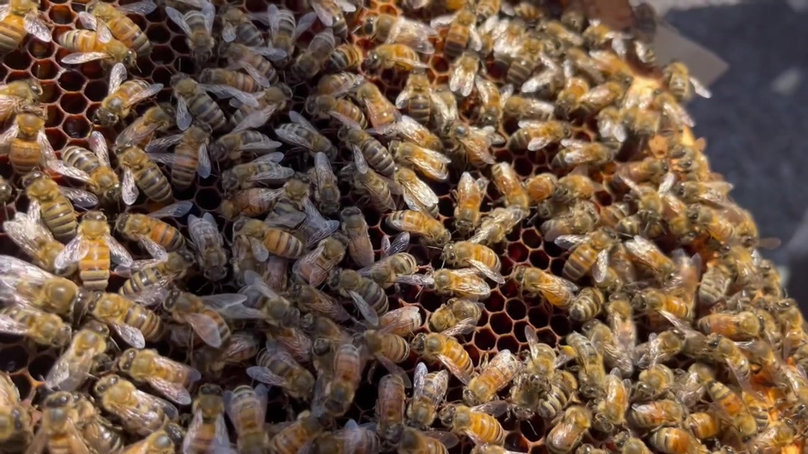 A bee colony | Check it Out with Chelsea