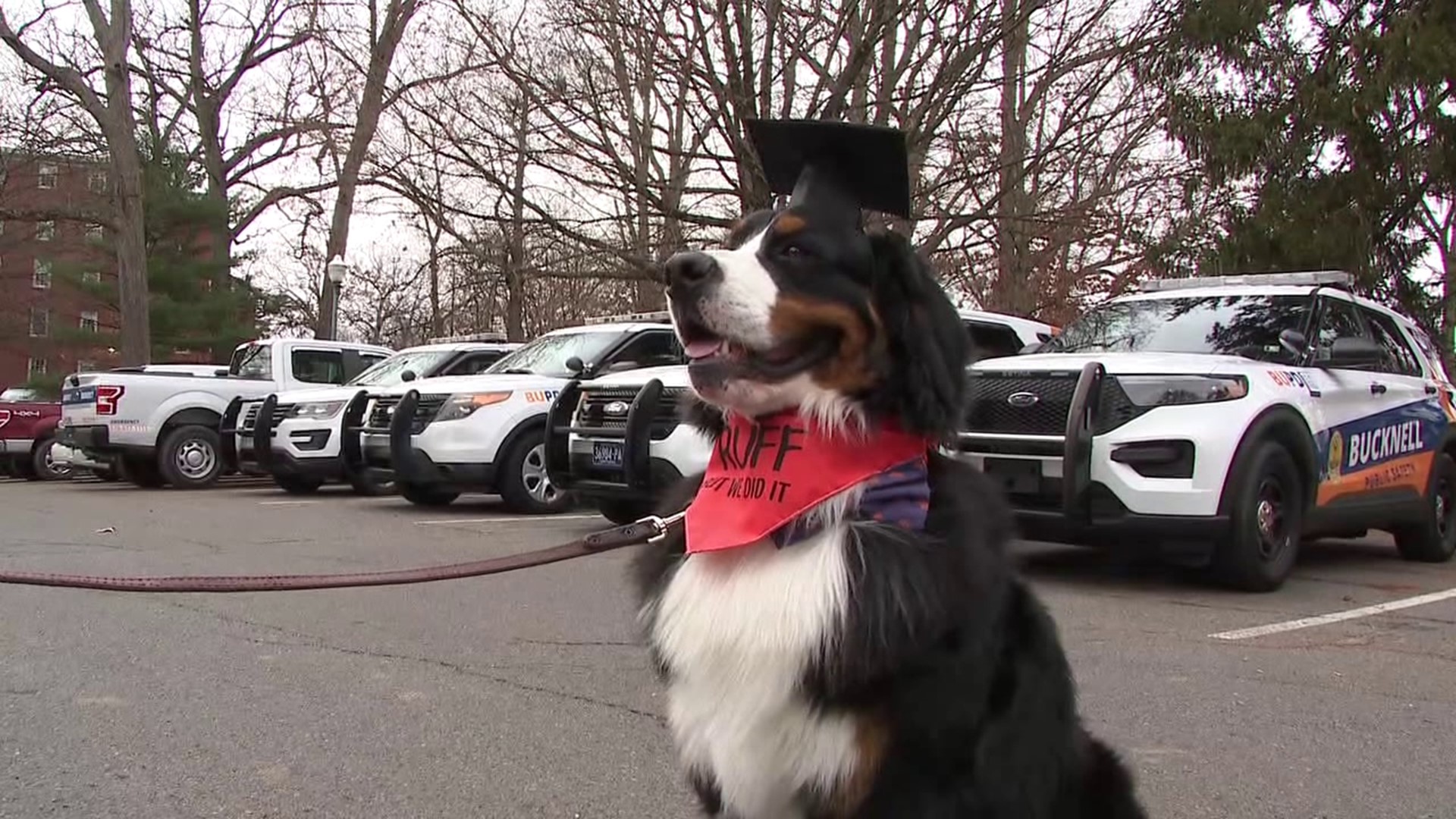There's a new officer with Bucknell University's Public Safety Department, and Deputy Diggs has four legs.