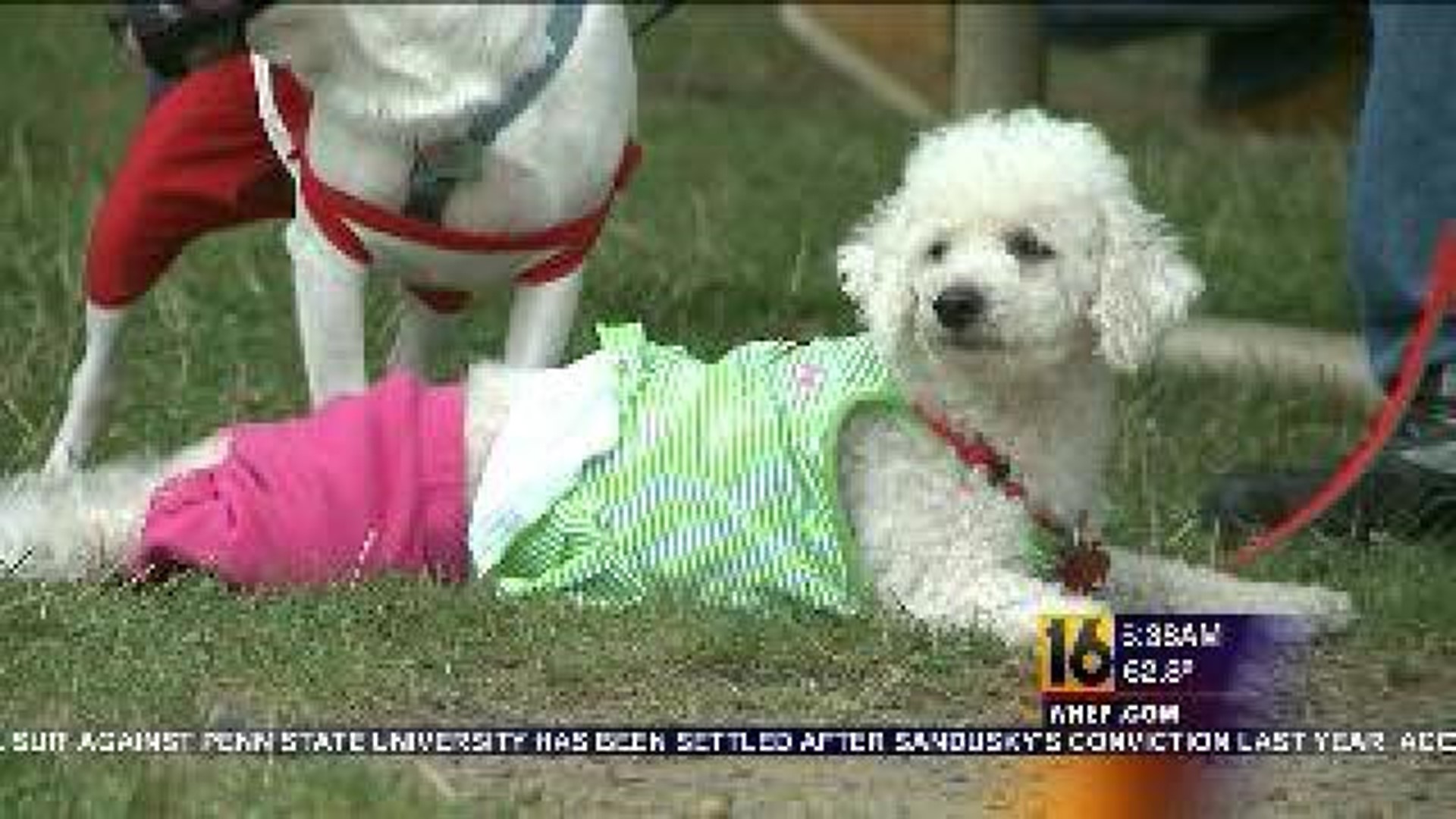 Pet Owners Gather to Support Animal Shelter
