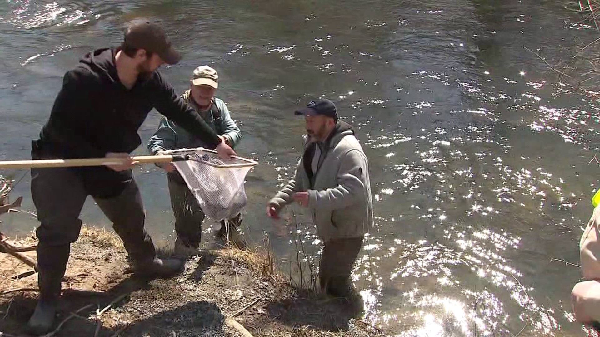 More than two dozen people helped stock McMichael's Creek in Stroud Township with trout Tuesday afternoon.