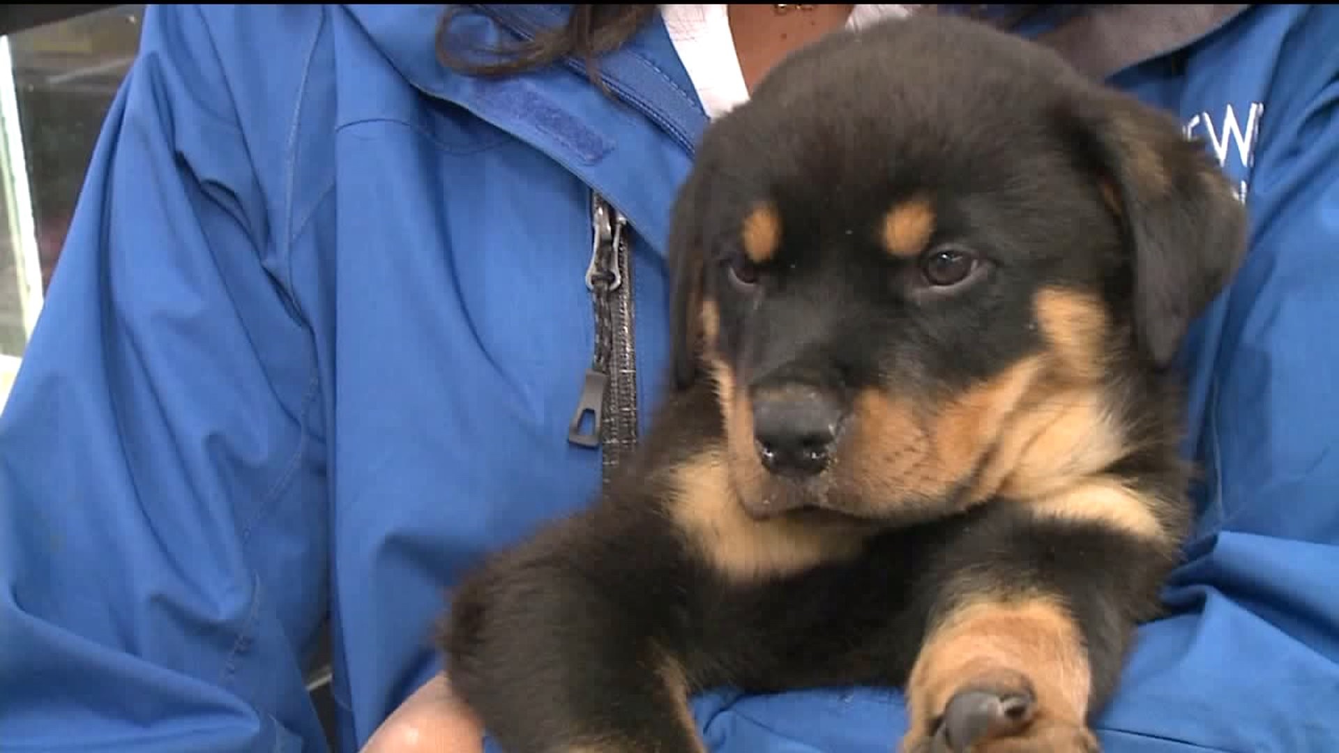 `Remus` the Puppy Returned to Store after Armed Robbery