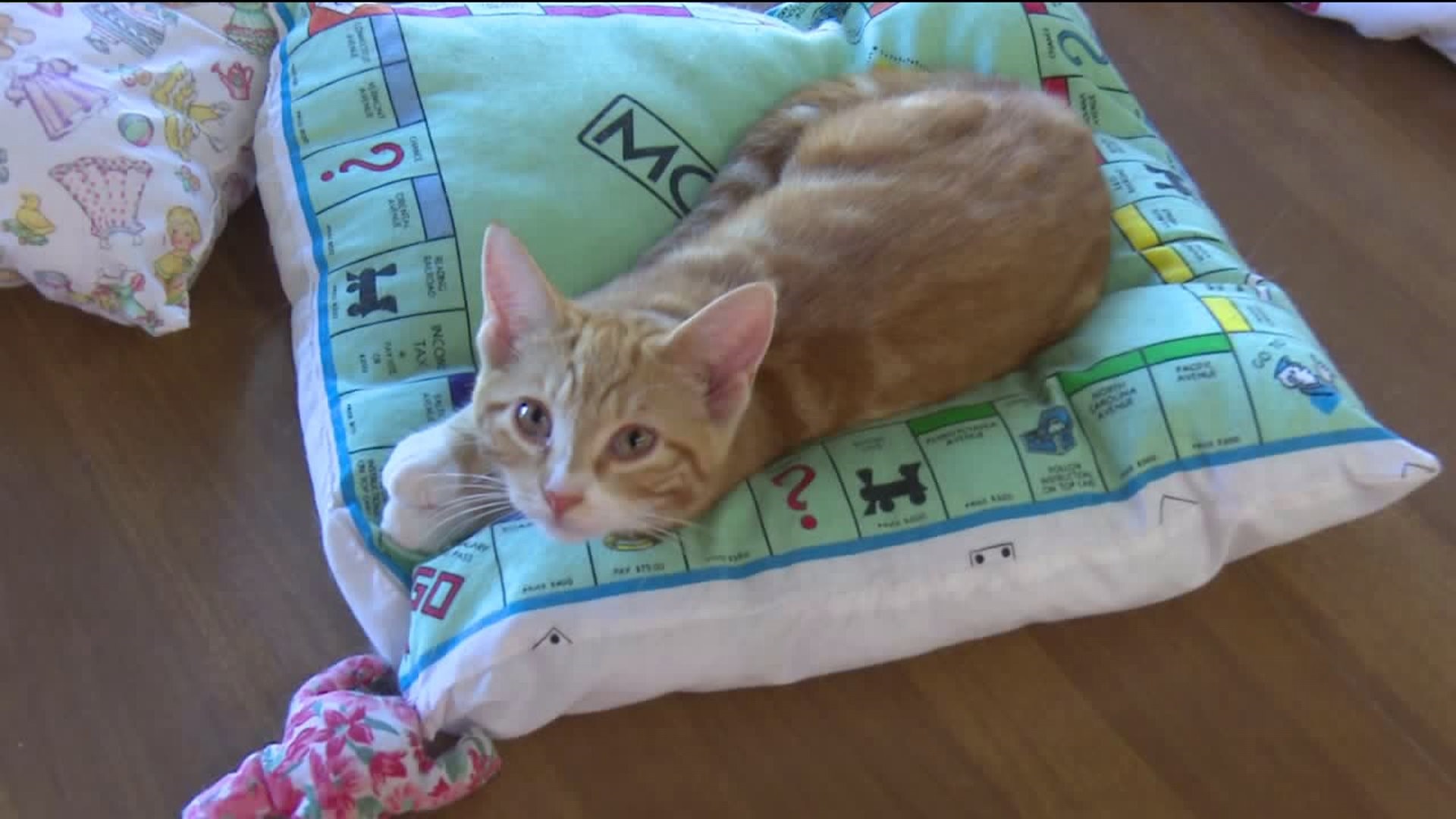 Volunteers Making Pillows for Cats to Help Animal Rescue