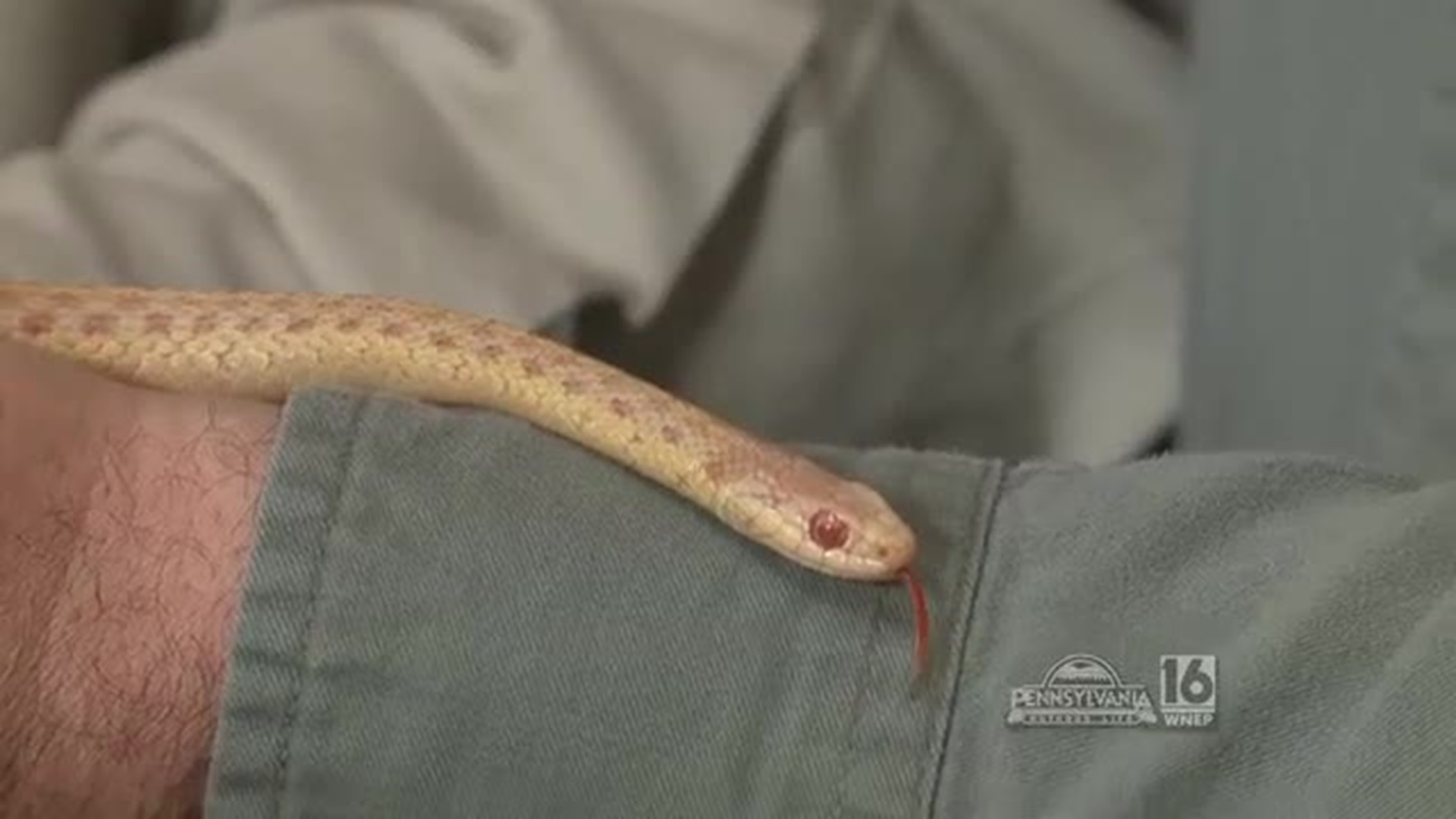 Albino Garter Snake