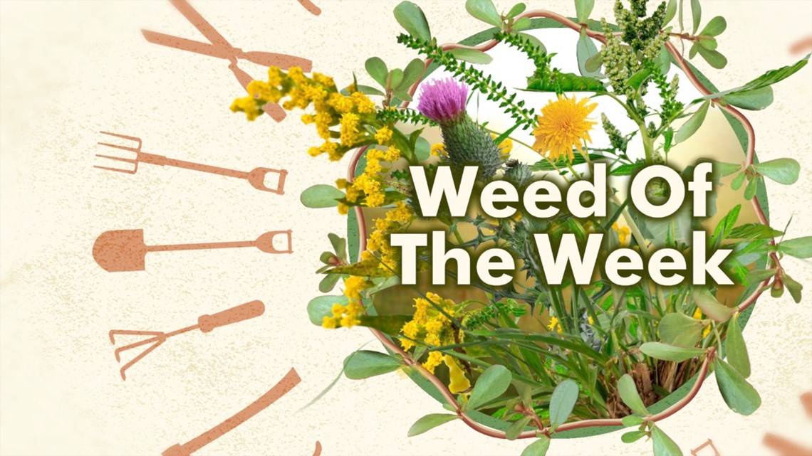 Weed of the Week: Asiatic Dayflower