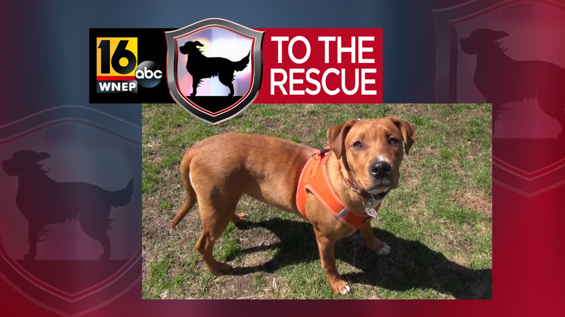 In this week's 16 To The Rescue, we meet a 5-month-old puppy named Daisy looking for the right family to train her and love her forever.