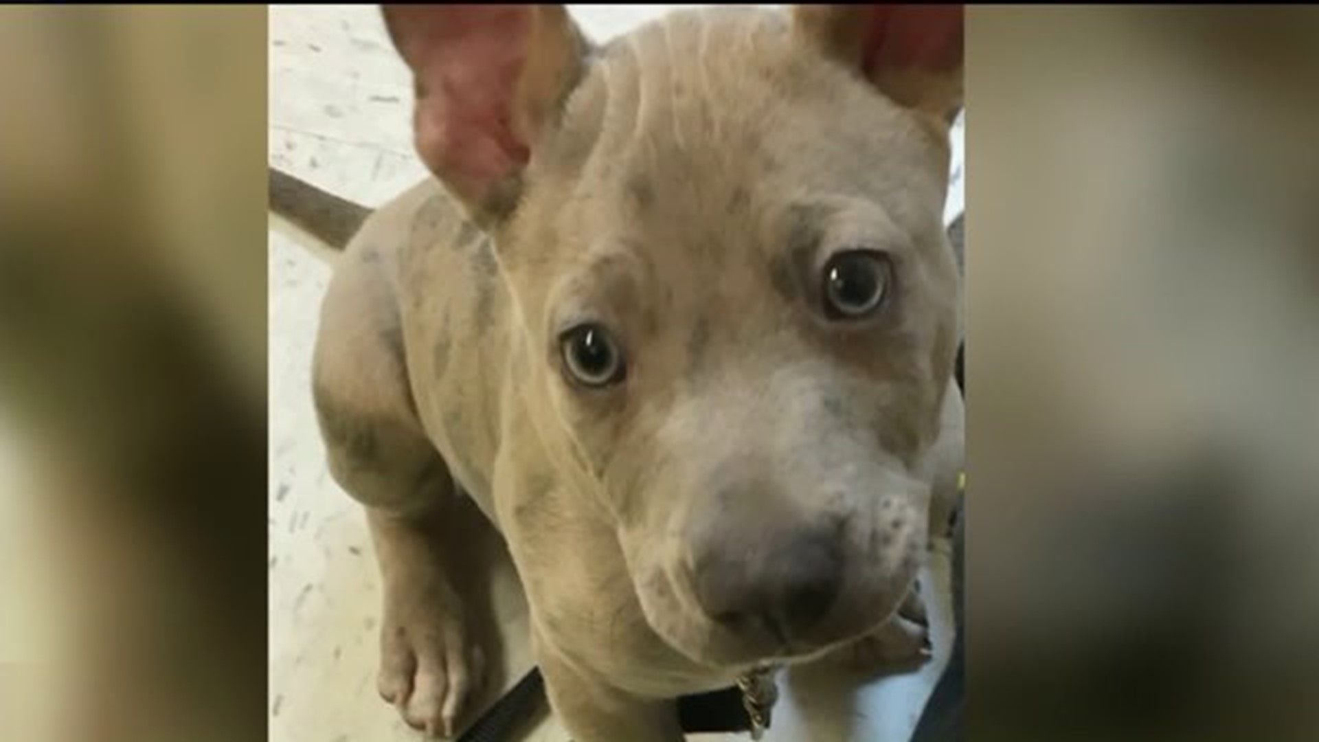 Stolen Dog Found in Pike County