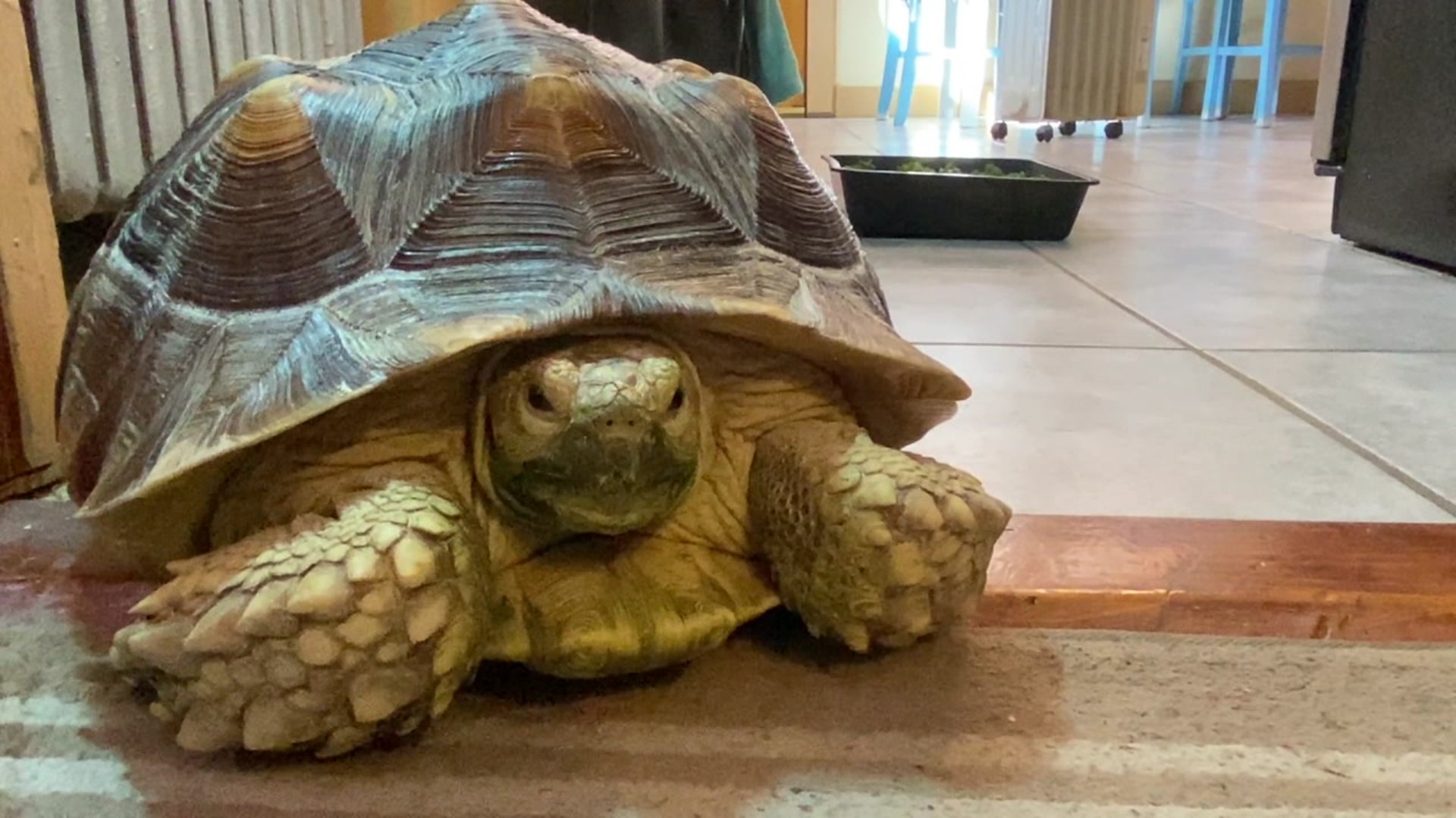 Newswatch 16's Emily Kress introduces us to Jimmy the tortoise and tells us more about the groundbreaking surgery.