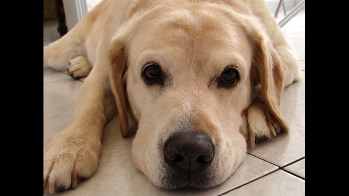 Food Stamps for Pets