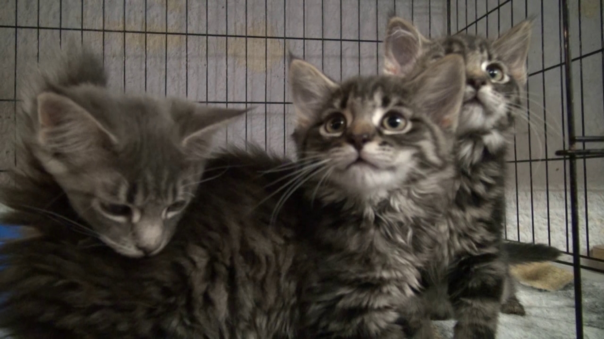 Annual event in Lackawanna County helps rescue make up scratch for kitten adoptions