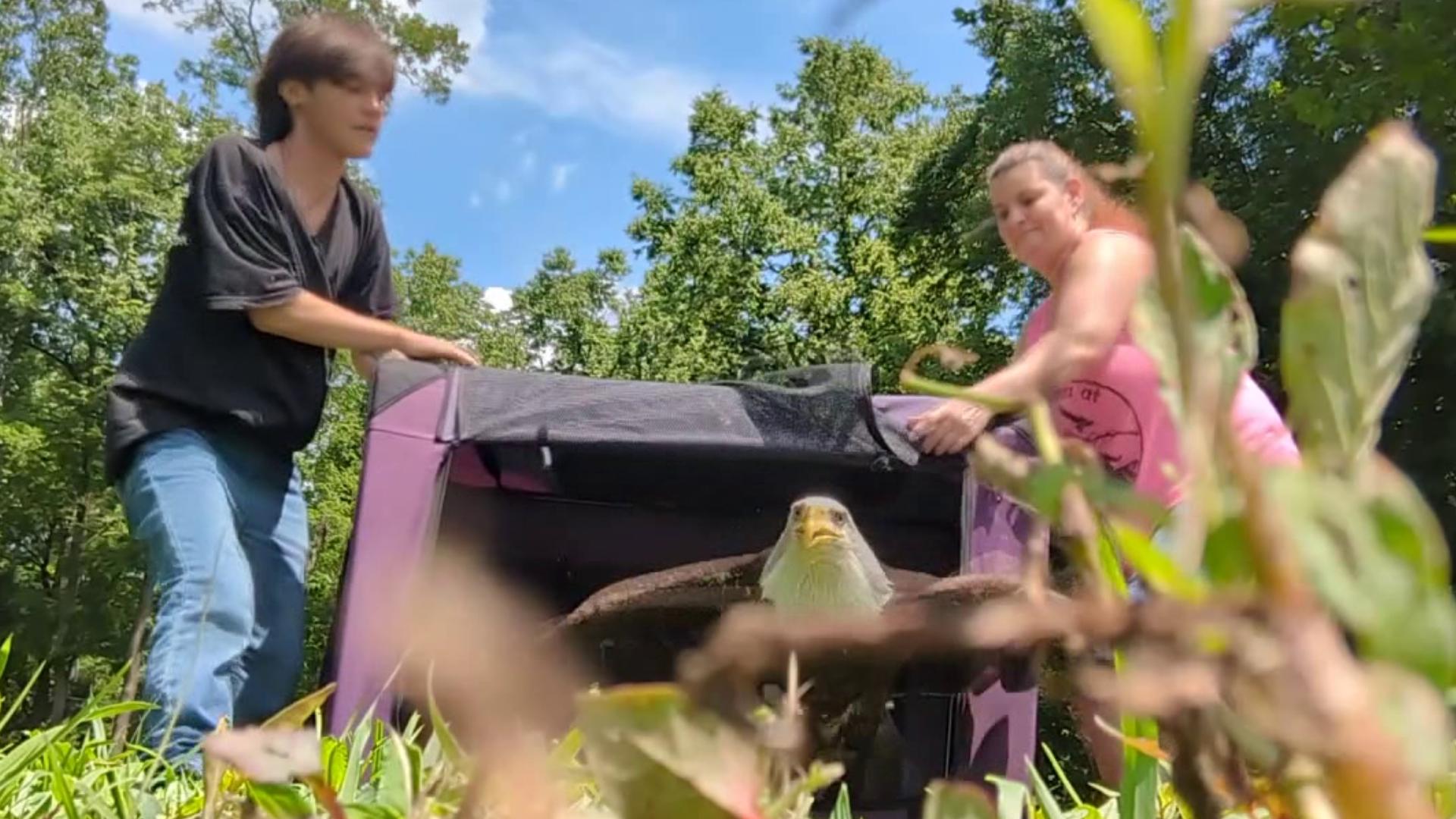 It's a moment wildlife specialists in the Poconos wait for when injured animals come into their care, the day those animals are healthy enough to be released.