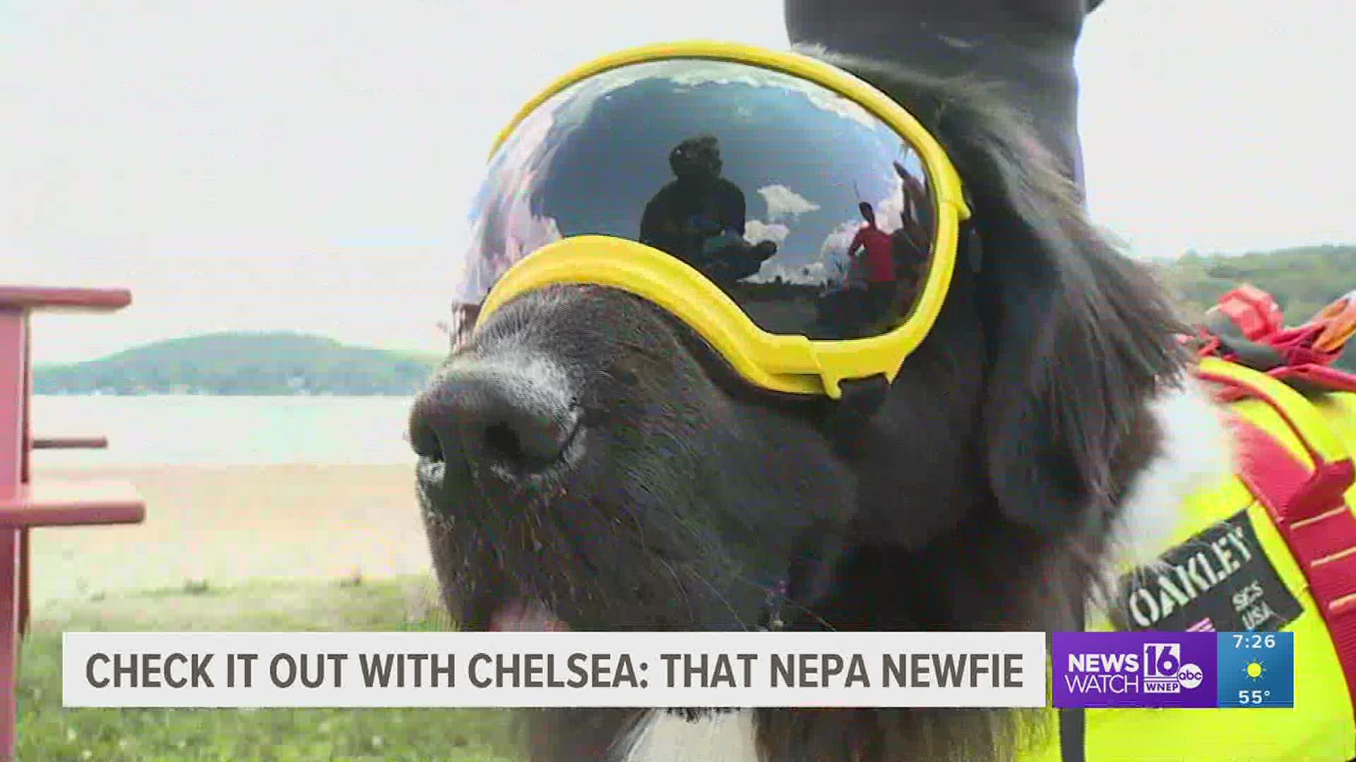 Watch to see an area water rescue dog with a social media following in action.