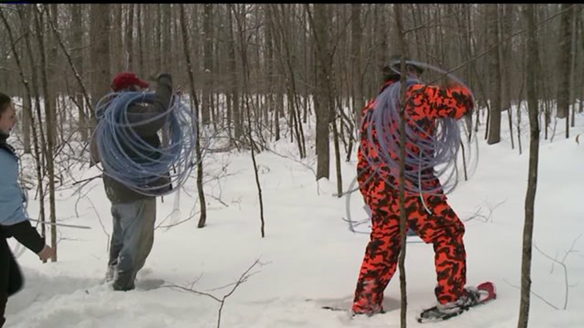 Setting Up To Collect Syrup In The Sugar Bush