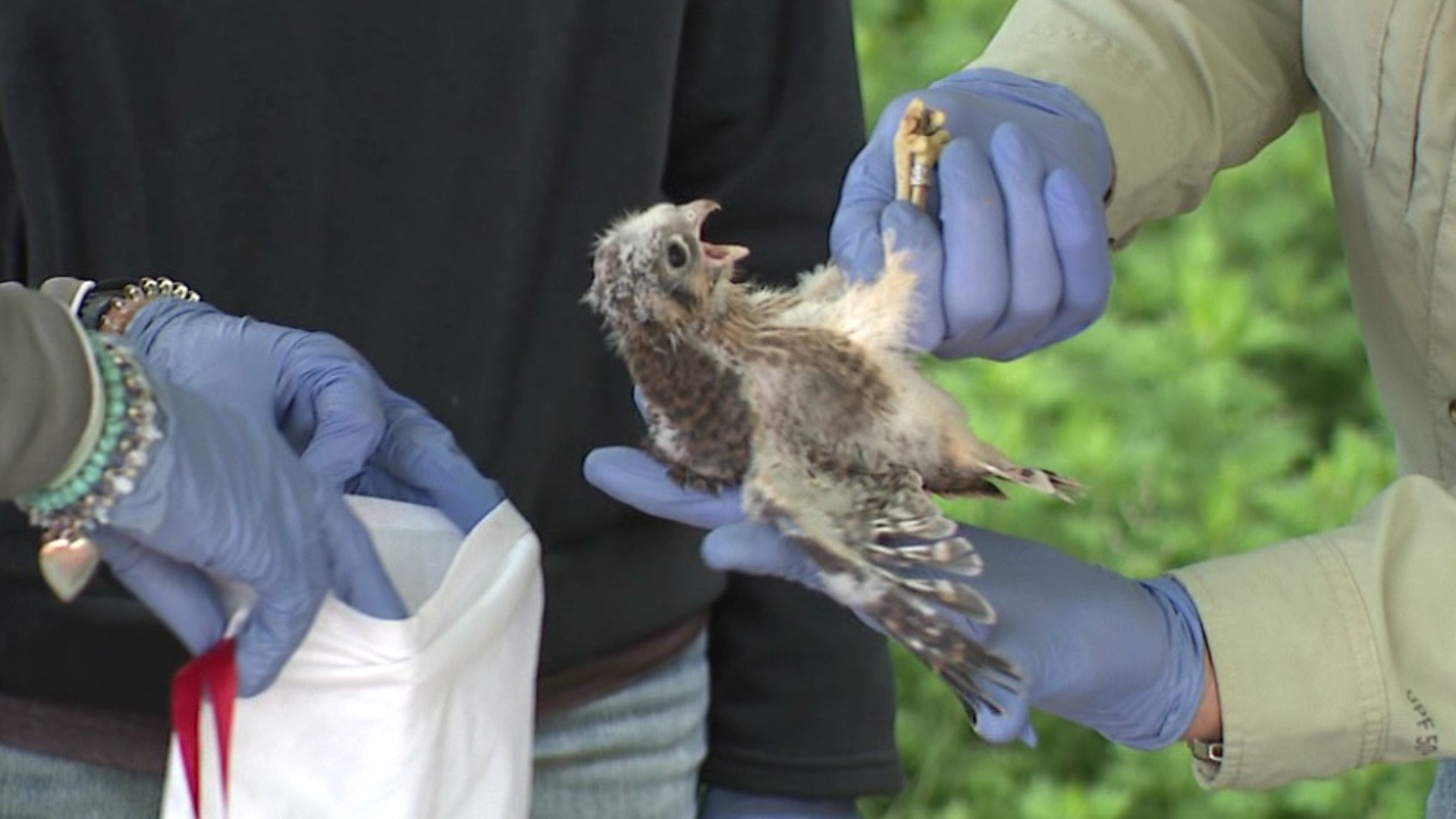 A team of biologists is in Taylor this week to research some young falcons that are getting ready to leave the nest.
