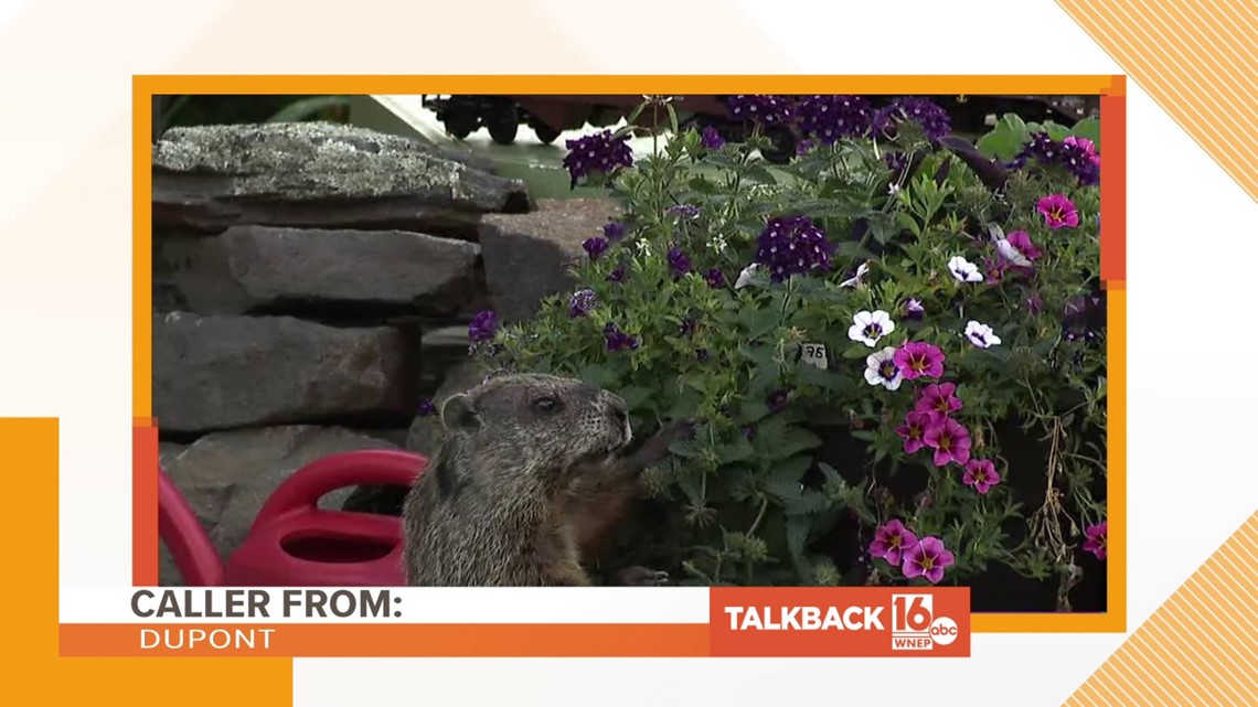 Talkback 16: The backyard groundhog