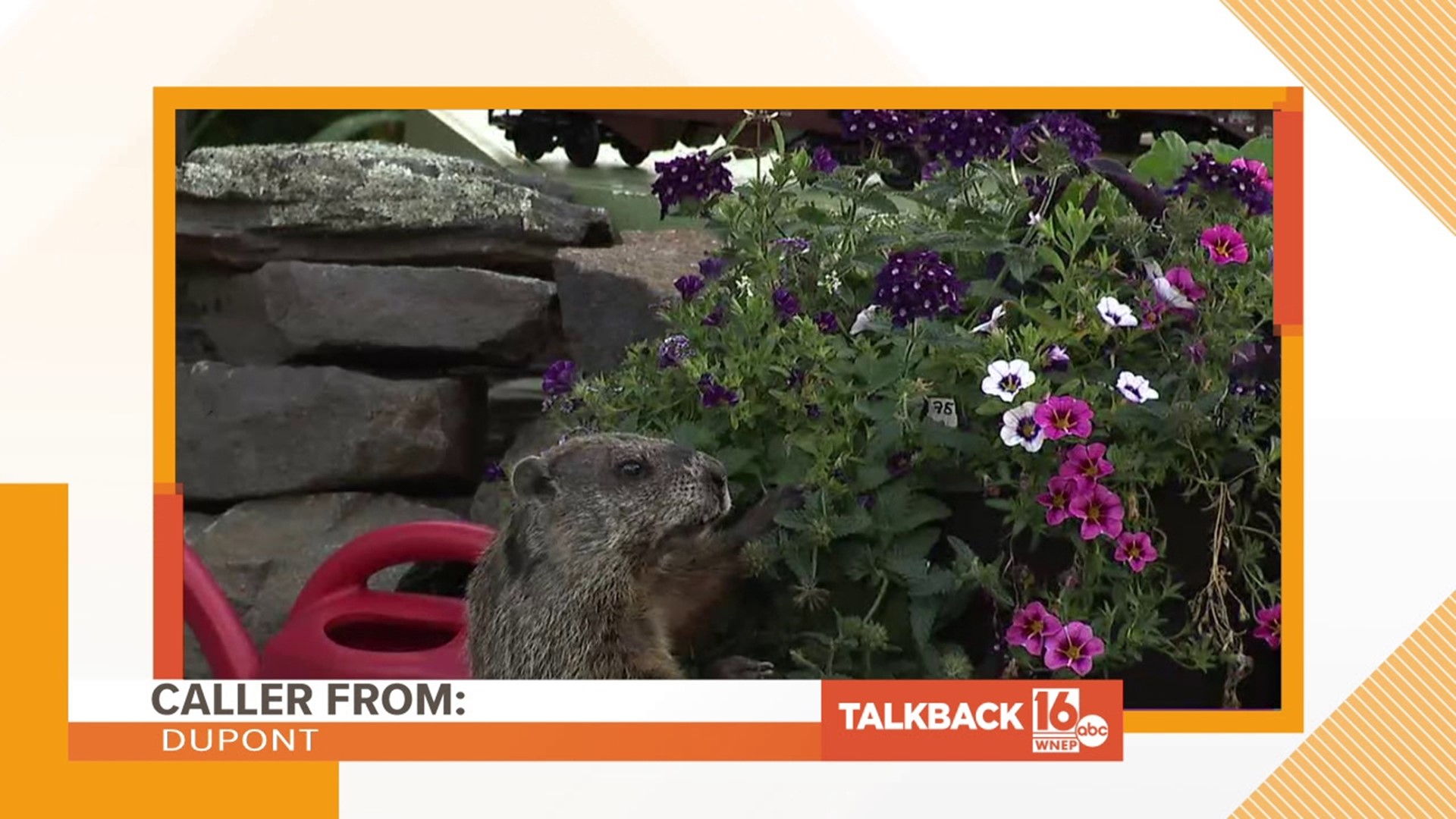 Callers have lots to say about the groundhog seen eating flowers in the WNEP backyard.