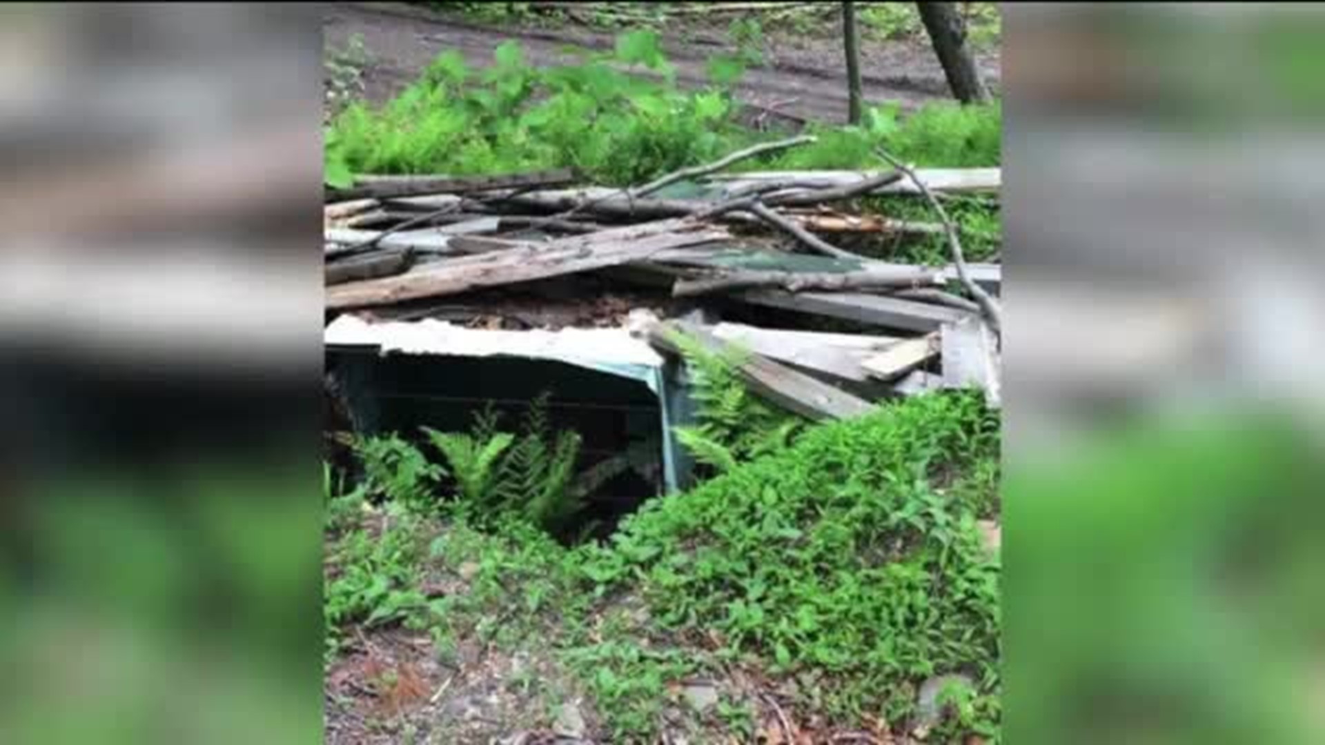 Hikers Find Dog Dead in Cage Buried in the Ground
