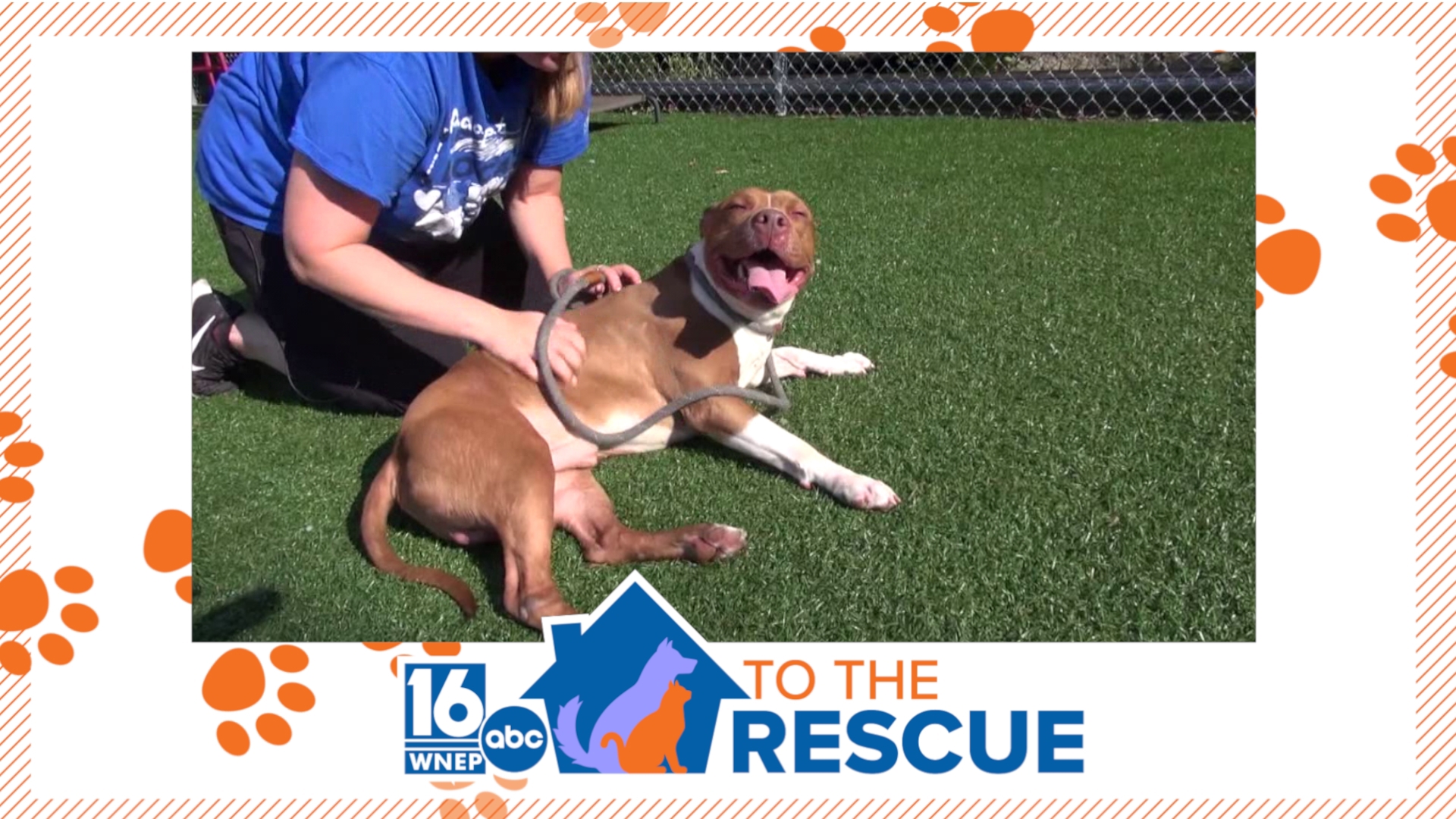 In this week's 16 To The Rescue, we meet a Pit Bull named Roy Rodgers who is coming up on his one year anniversary of living at the shelter.