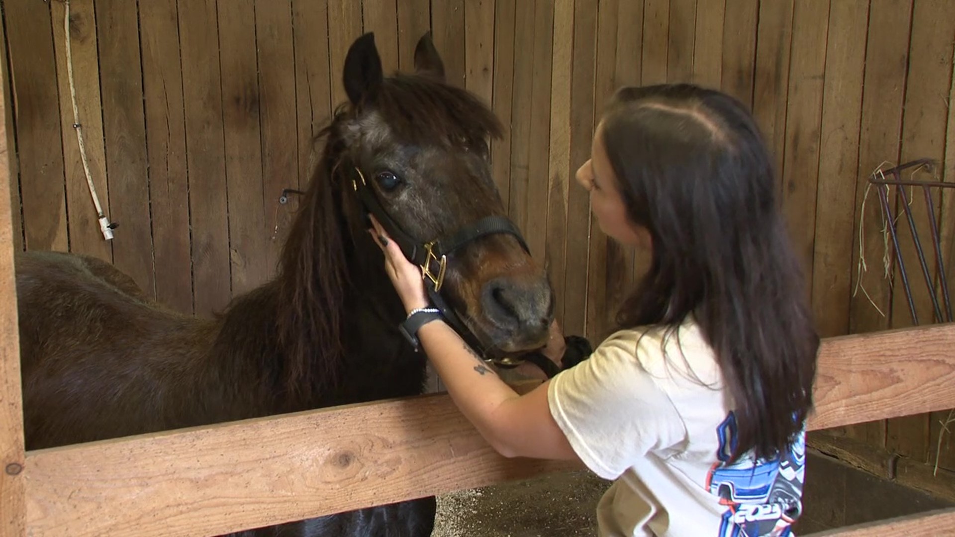 Many animal rescues have enough money to cover basic costs but not much more. When an emergency happens, volunteers wonder how to help the critters.