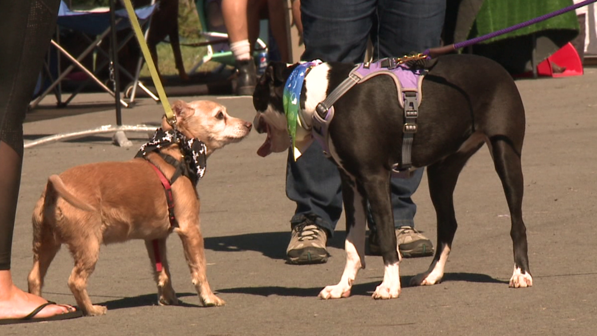 A winery hosted a dog-friendly festival on Sunday.