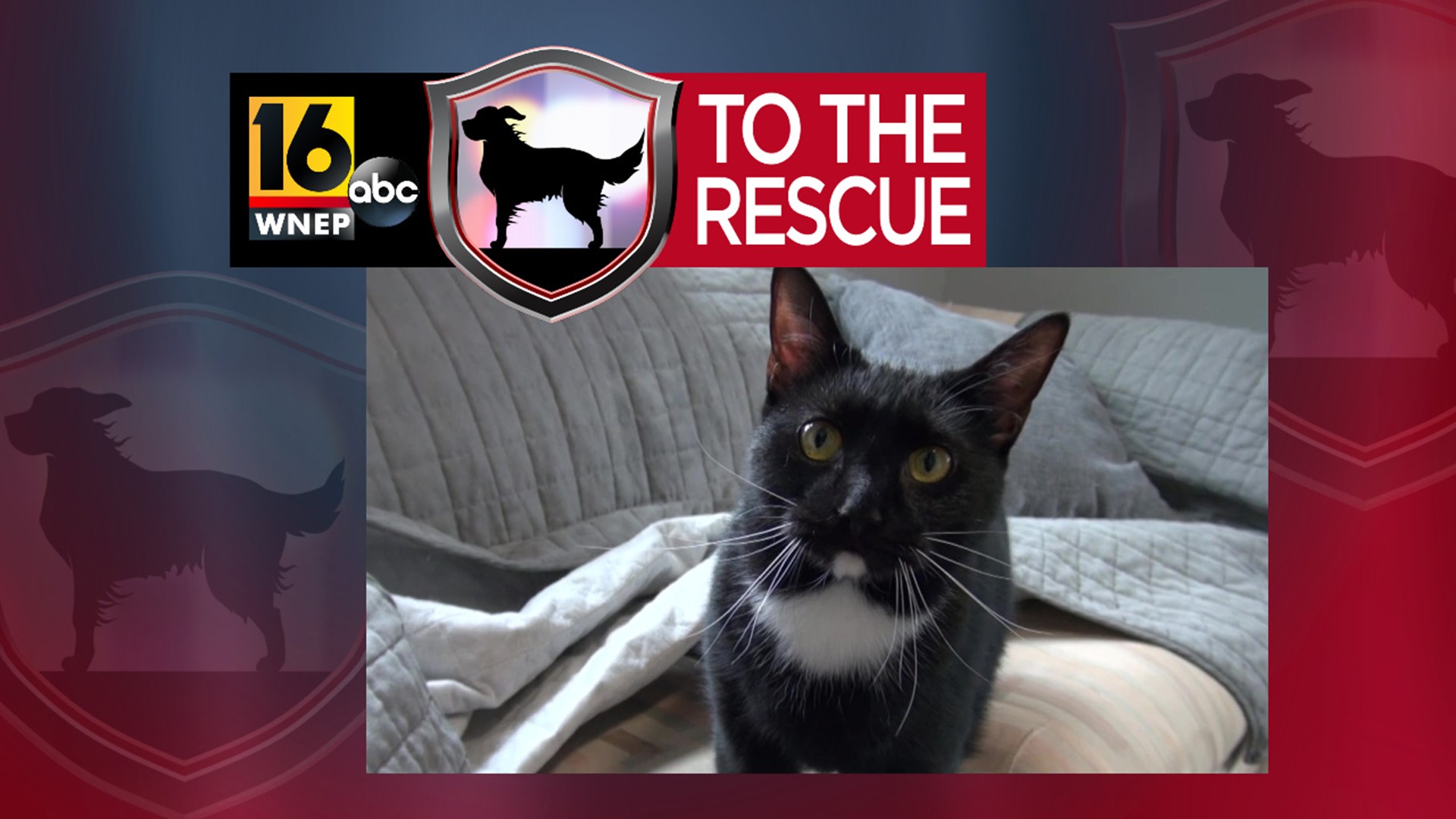 In this week's 16 To The Rescue, we meet a 2-year-old cat with a big personality and an even bigger - and cuter - meow.