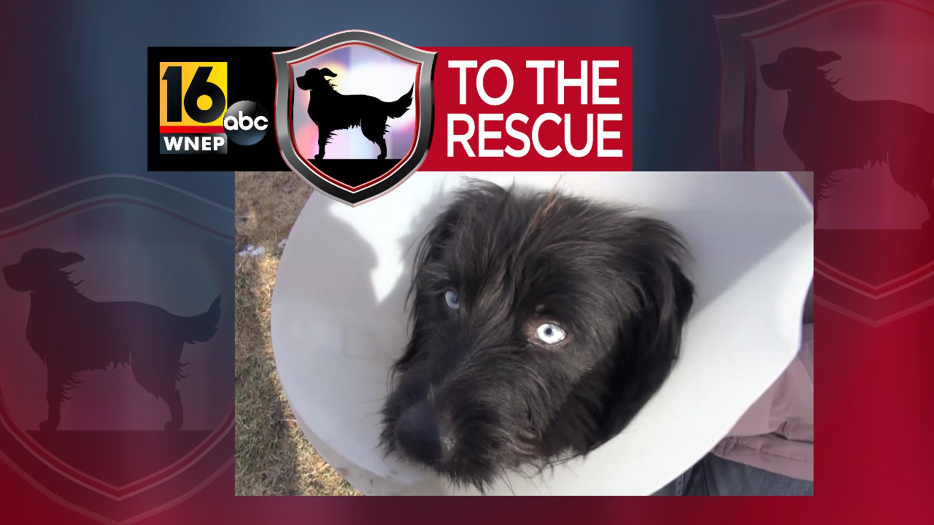 In this week's 16 To The Rescue, we meet Blue, a 2-year-old mix with a unique look that you can't help but fall in love with.