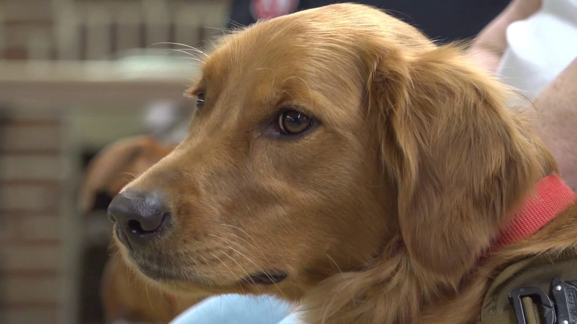 A veterinarian in the Poconos is helping pet owners and their precious pups stay safe ahead of Turkey Day.