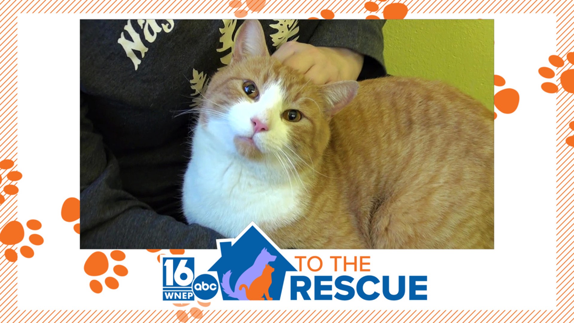 In this week's 16 To The Rescue, we meet a special-needs cat that rescue workers have named Topsy Turvy because he is just a little bit wobbly.