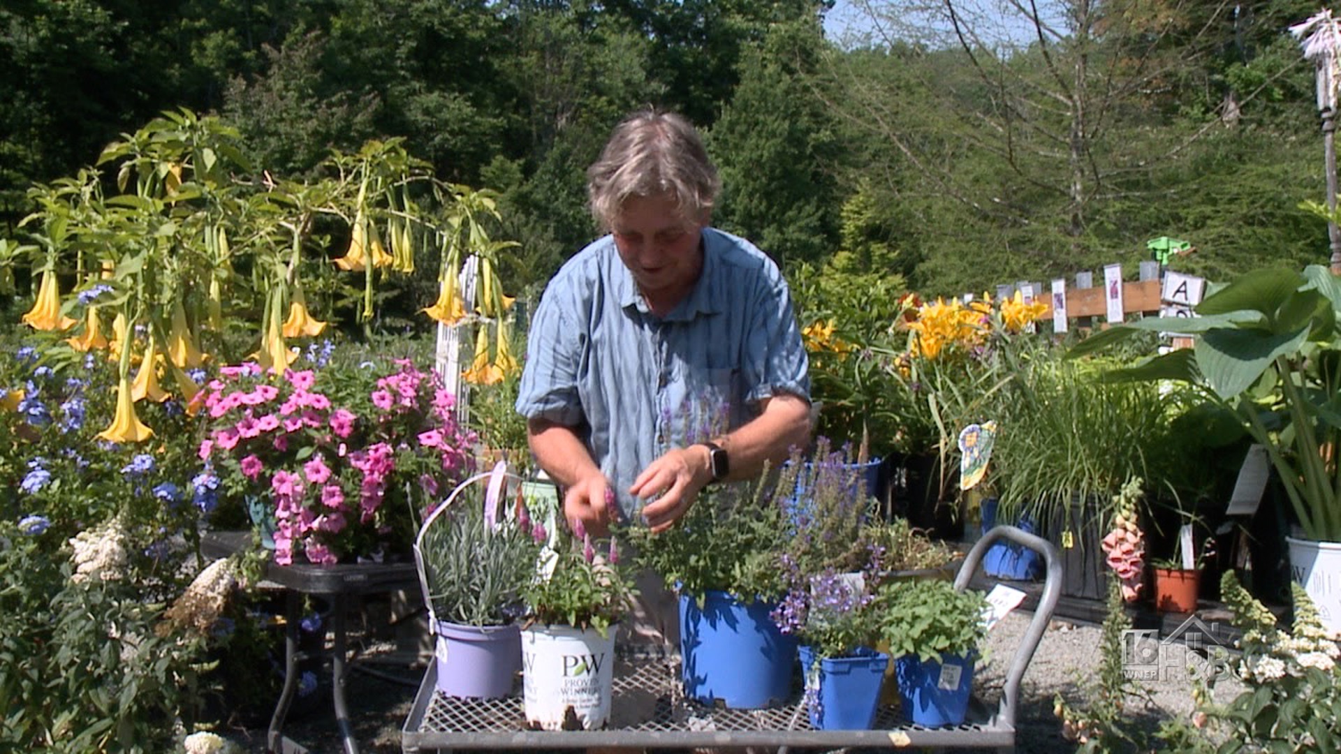 Easy Care Look A Likes Of Your Favorite Hard To Grow Sun Loving Perennials