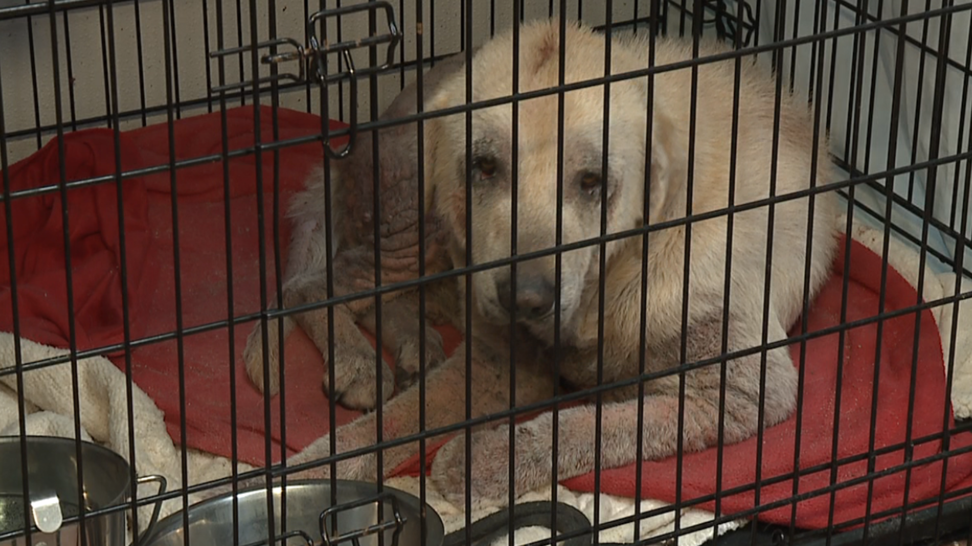 Animal rescuers in Luzerne County are searching for answers while caring for a dog they say has likely been through years of neglect.