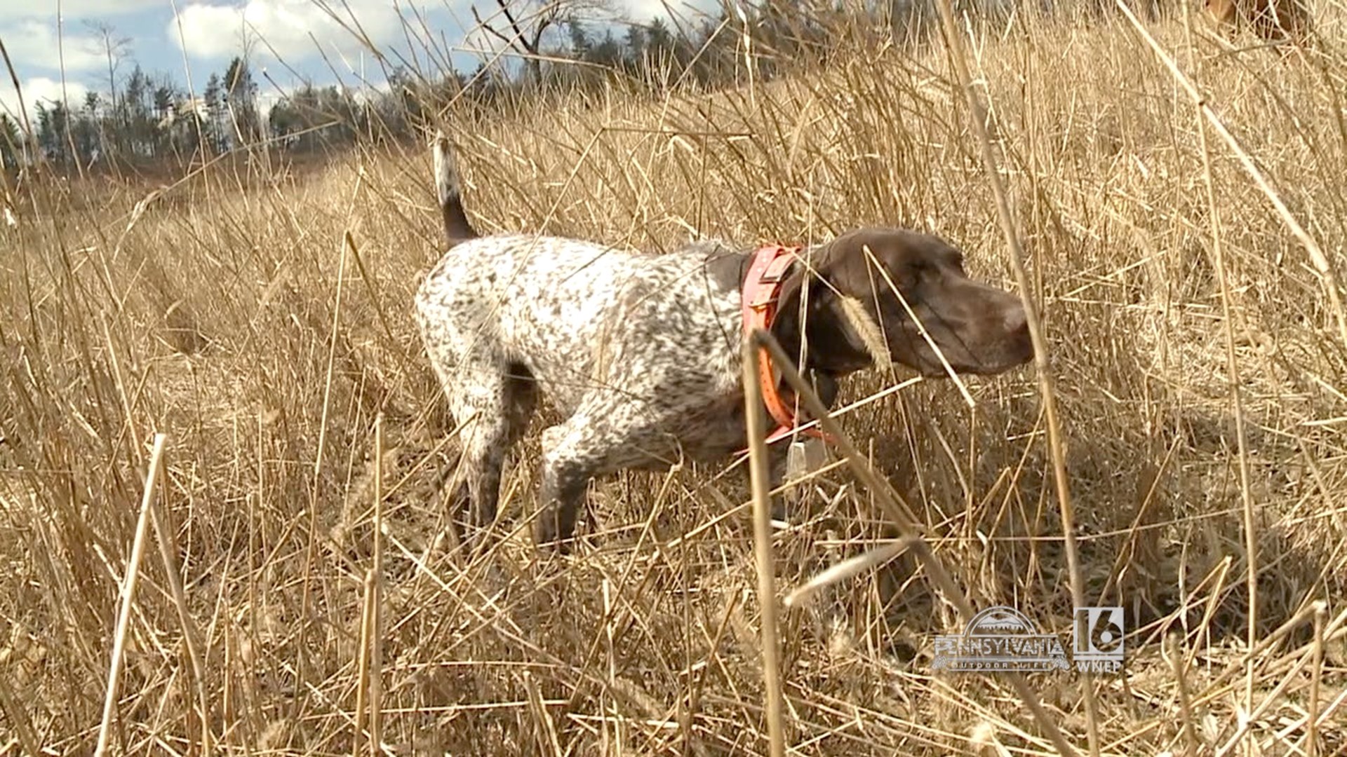 See some of the best hunting dogs in action.