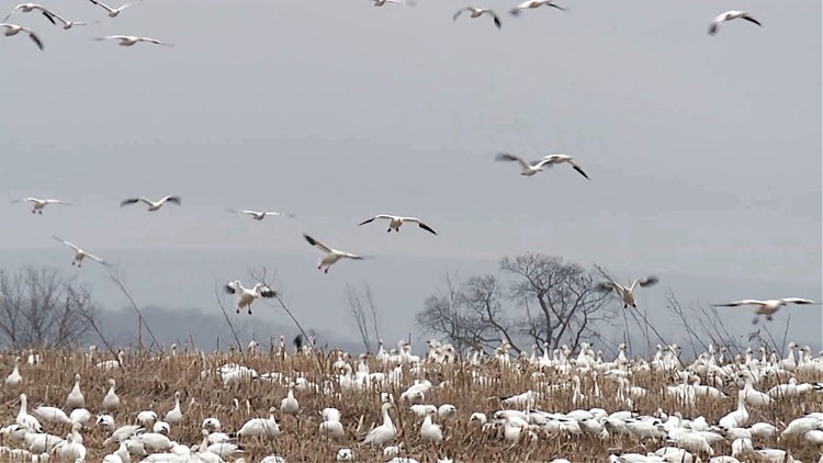 Snowstorm of geese On The Pennsylvania Road