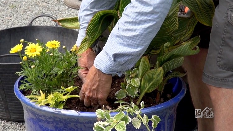 Gardening: Planting In Large Containers