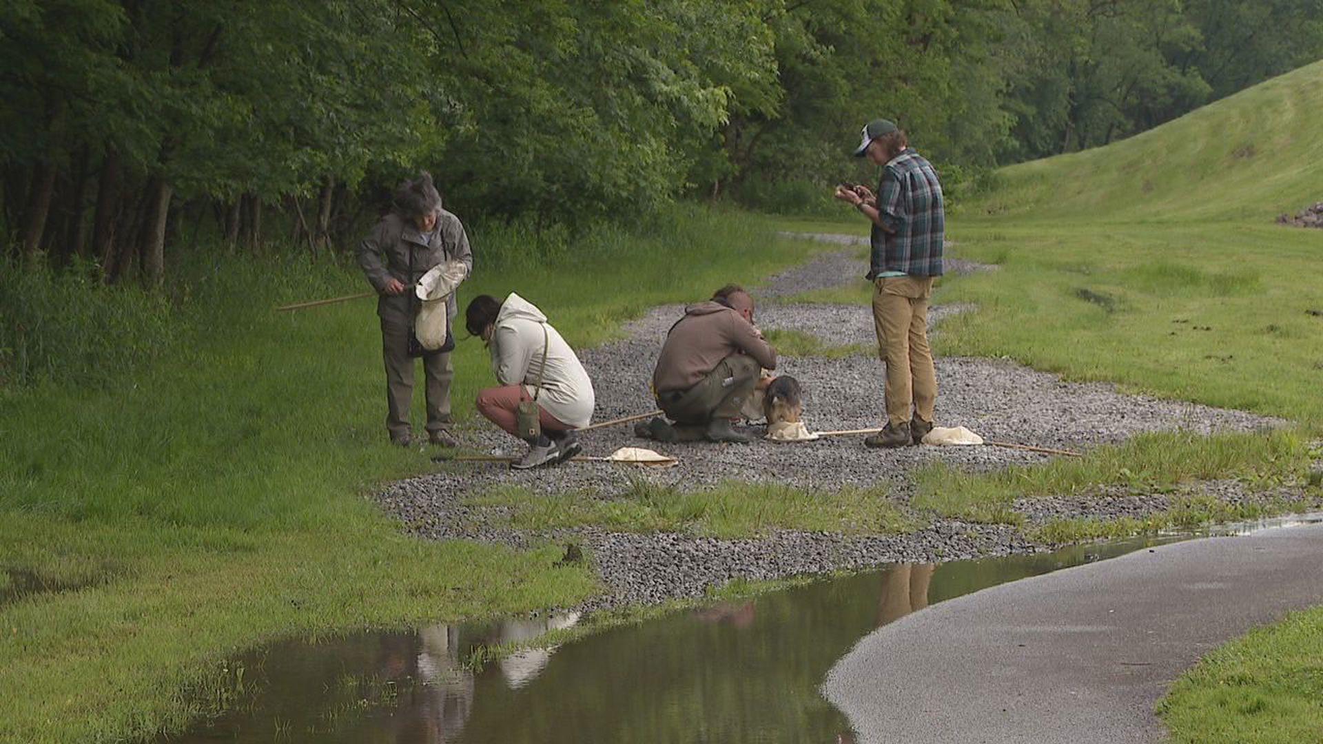Scientists worked to identify as many species as possible at the Bioblitz in Kingston.