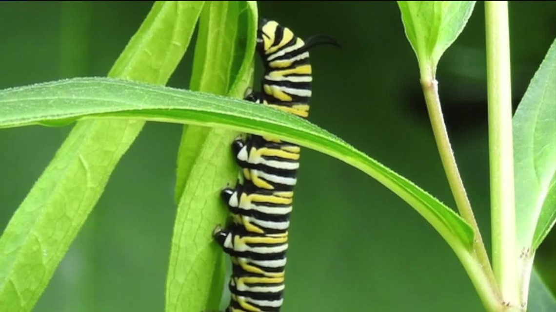 the-definition-of-summer-wnep