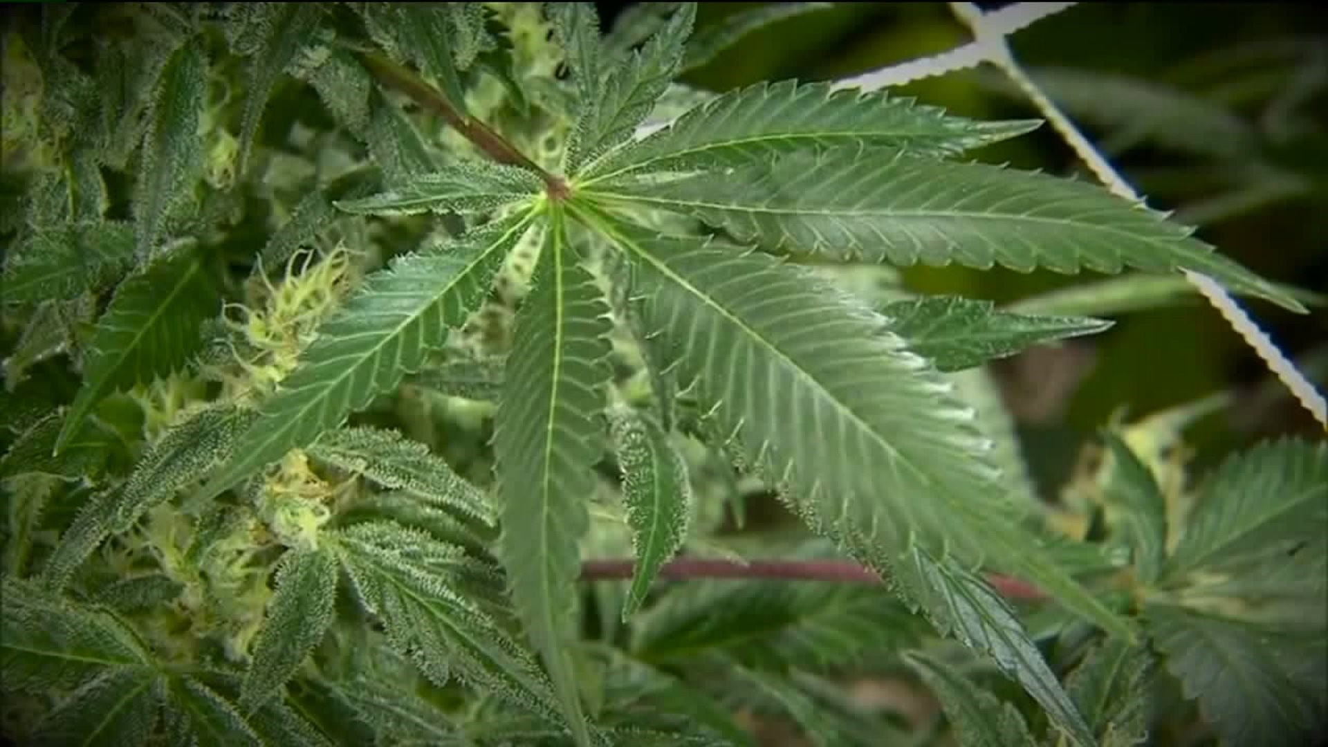 Dry Leaf Medical Marijuana For Sale in Scranton