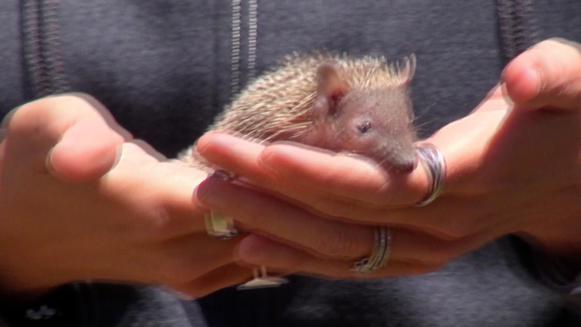 The education supervisor shows us a few special animals