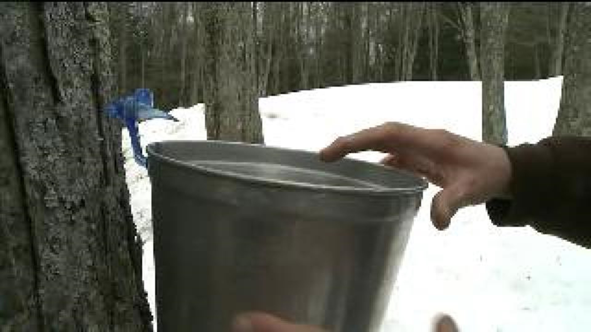 Sap Flowing, Maple Syrup Season Finally Here