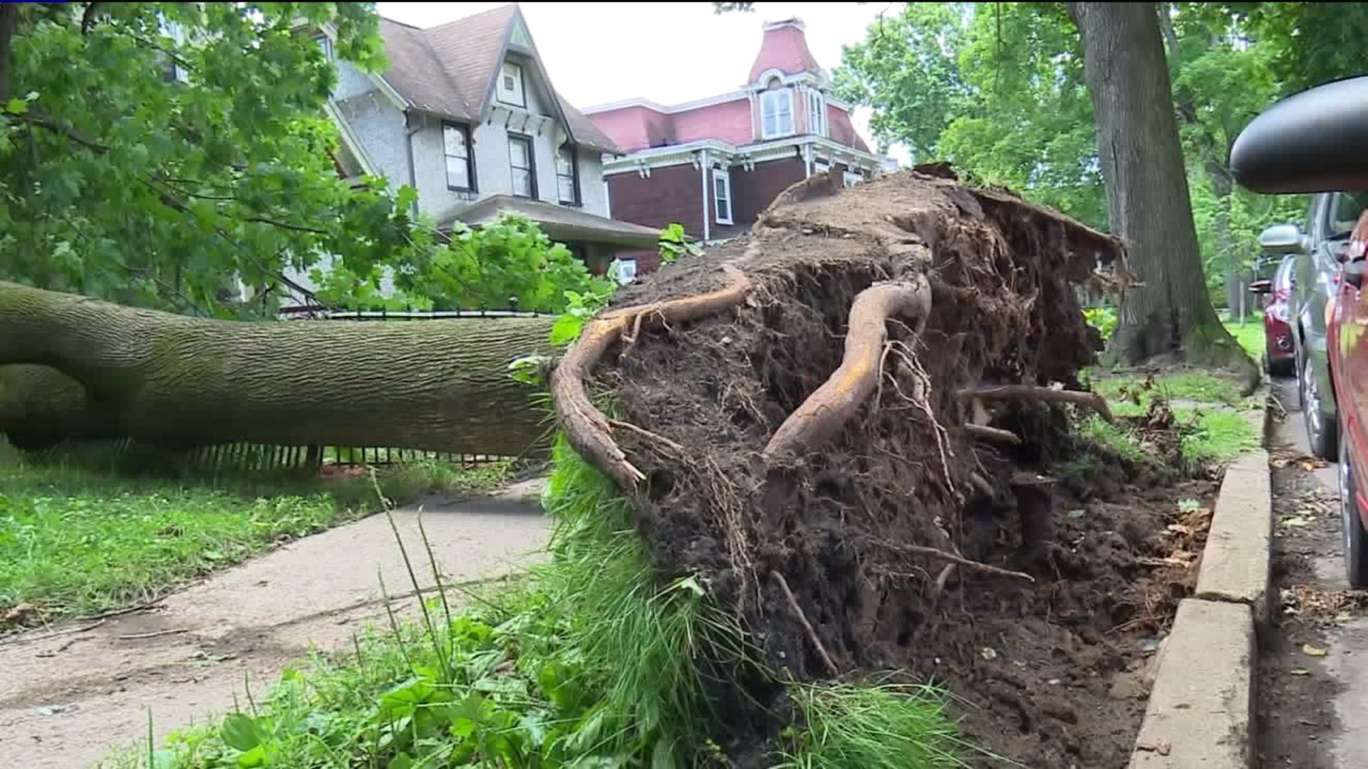 Strong Storm Brings down Trees in Williamsport
