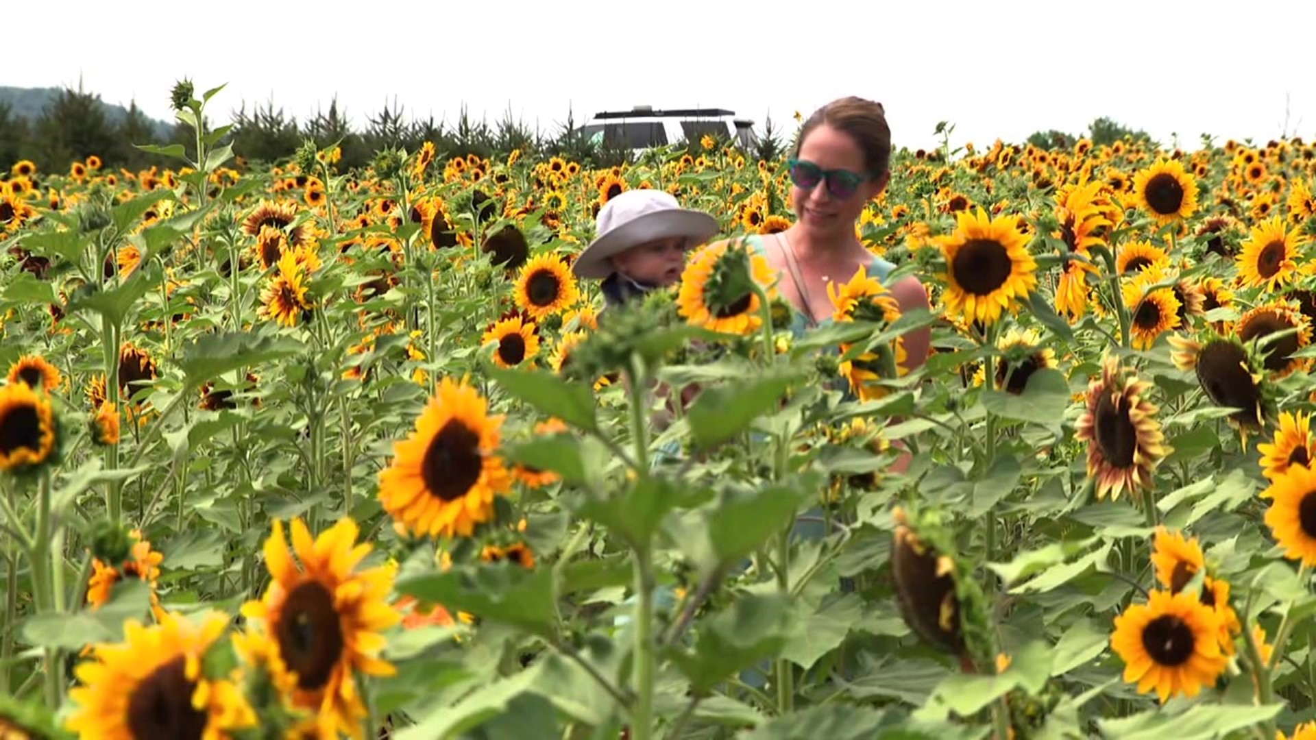The Sunflower Festival at Yenser's Tree Farm runs this weekend and next from 11 a.m. to 6 p.m.