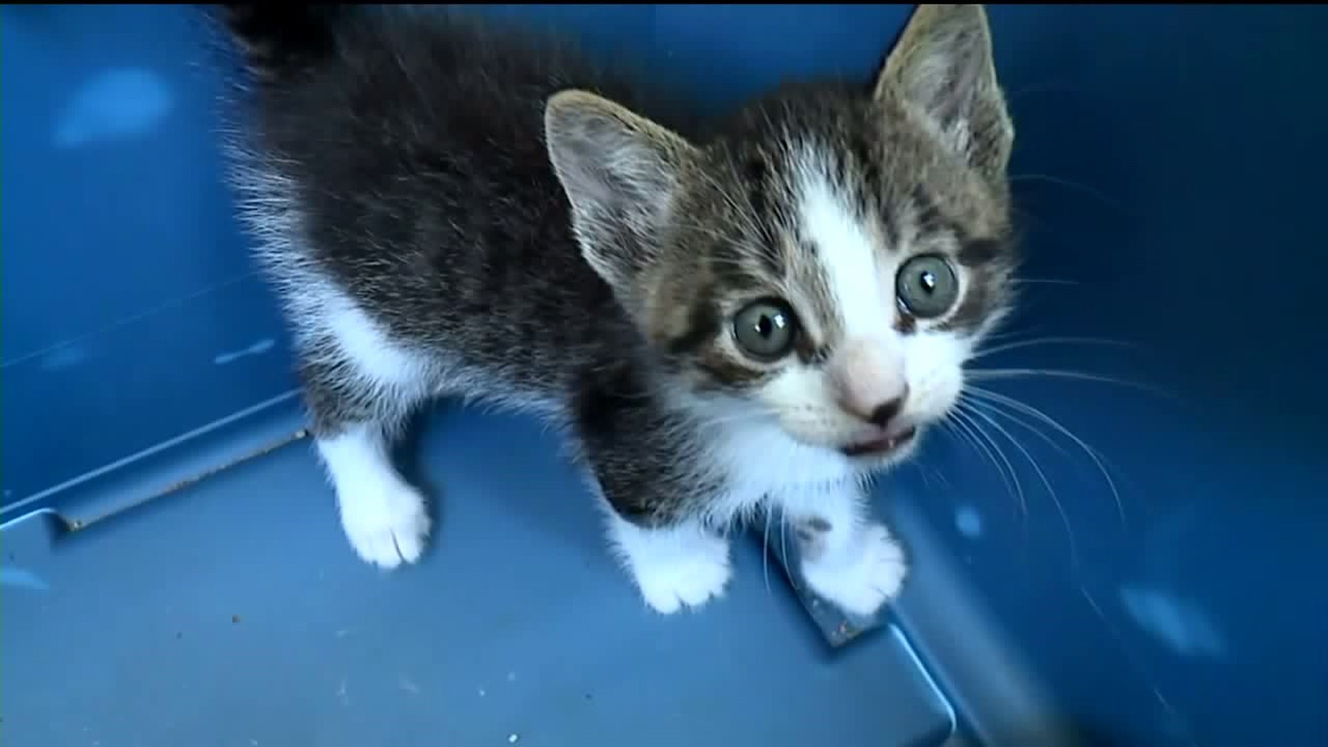 Looking for Homes for Kittens Found at Mount Pocono Store