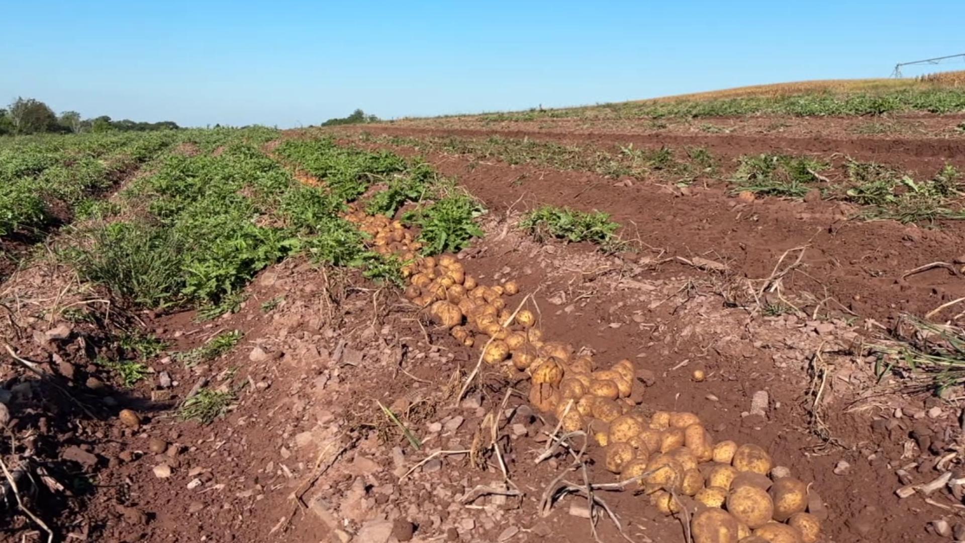 Newswatch 16's Chelsea Strub checks out the process of harvesting a tasty vegetable at a farm in Schuylkill County.