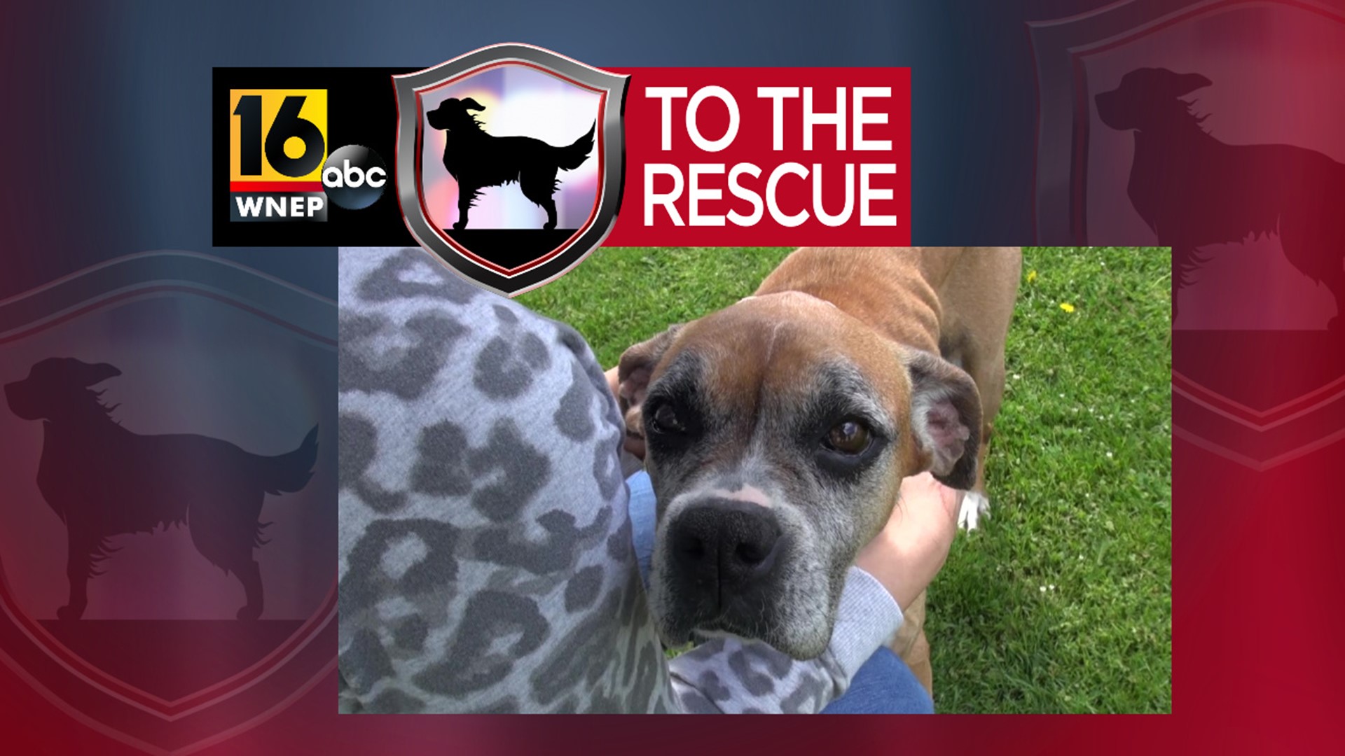 In this week's 16 To The Rescue, we meet Betty, an older lady named in memory of Betty White.
